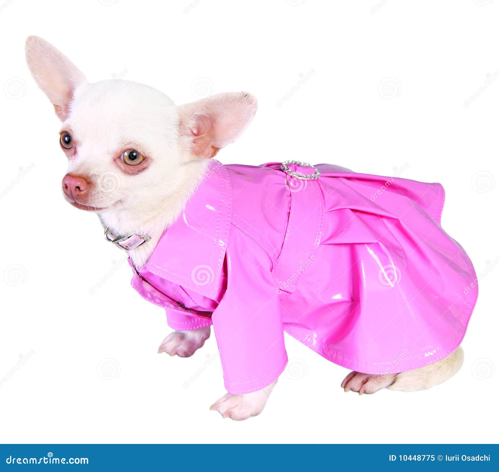 Dog in pink raincoat stock image. Image of decoration 10448775