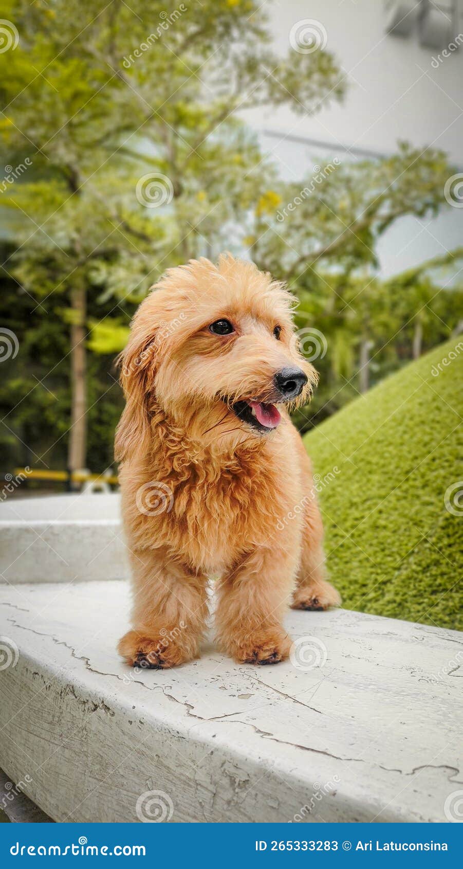Puddle dog during the day stock image. Image of dogpark 265333283