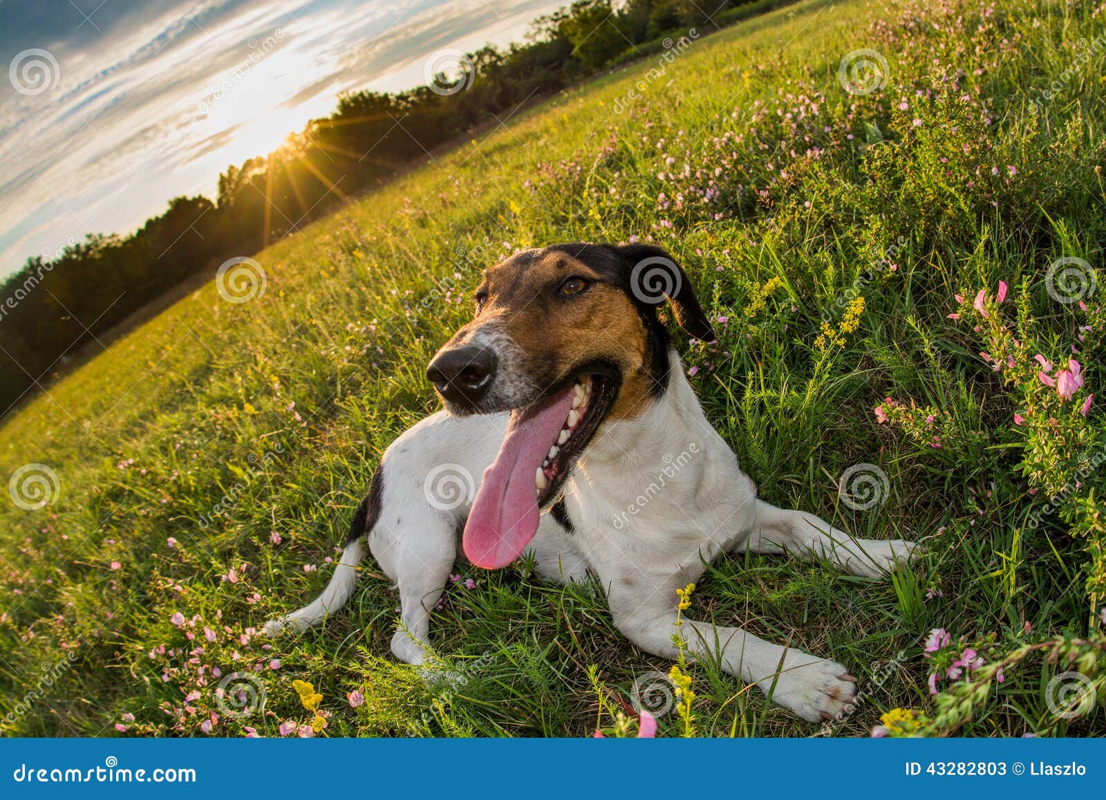 Dog stock image. Image of tired, mixed, laying, breed 43282803