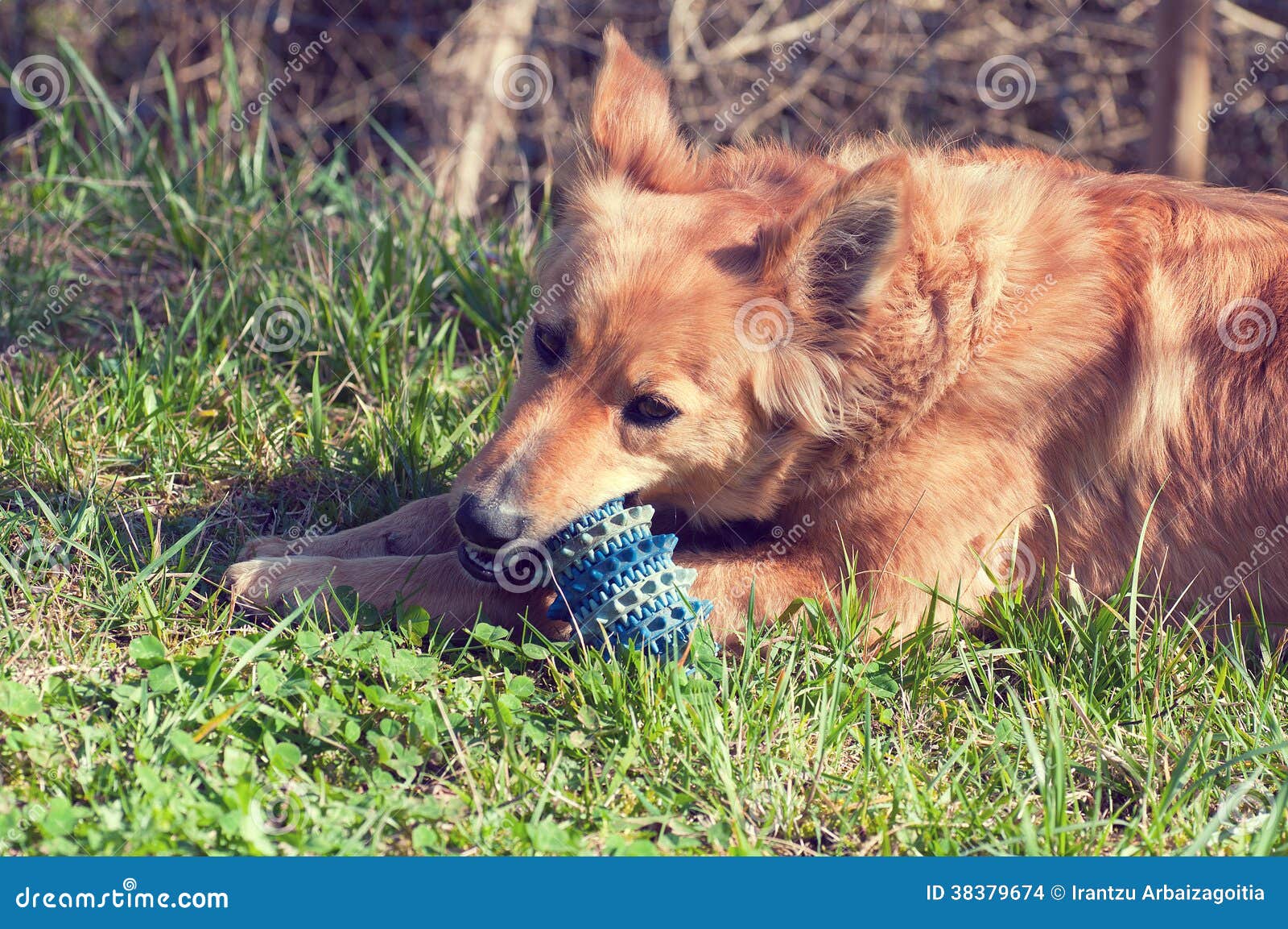Dog Playing with a Ball in the Yard. Stock Photo Image of ball