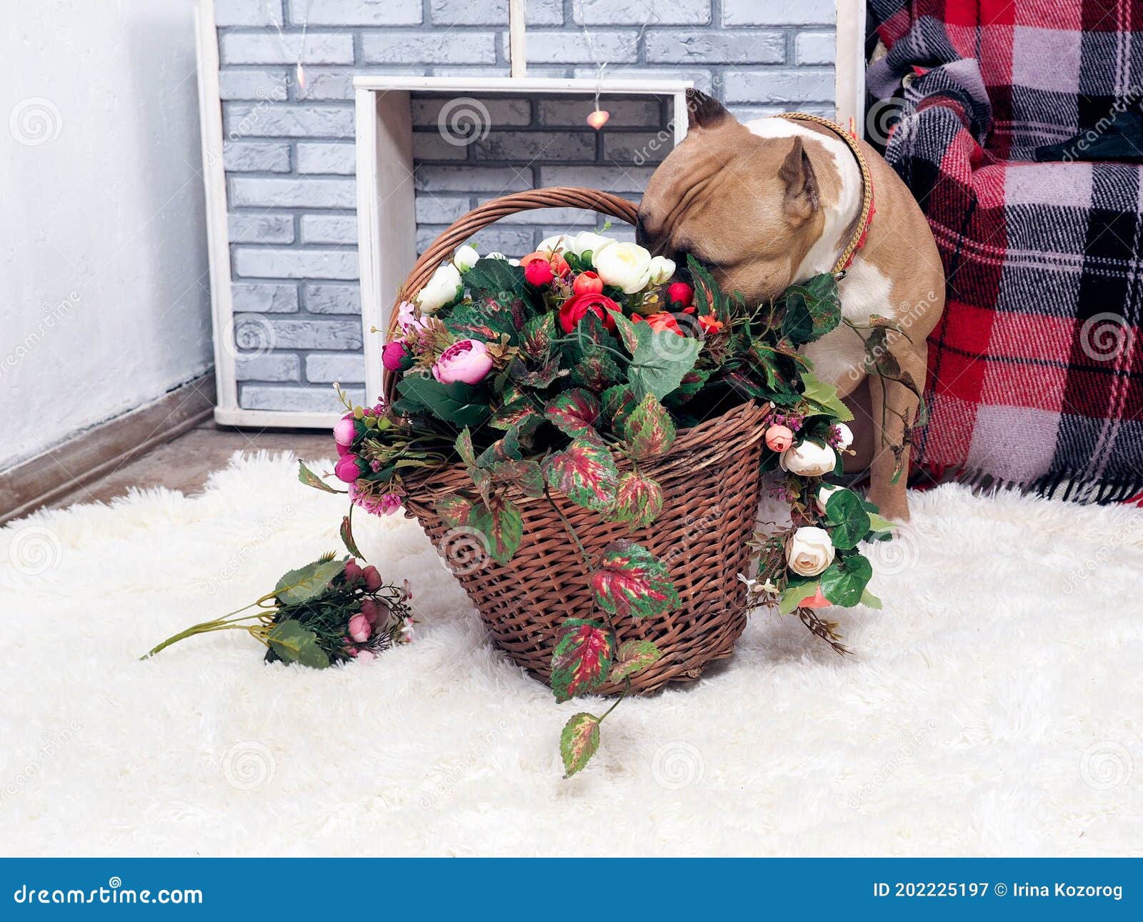 Dog Playing with a Basket of Flowers Stock Image Image of animal