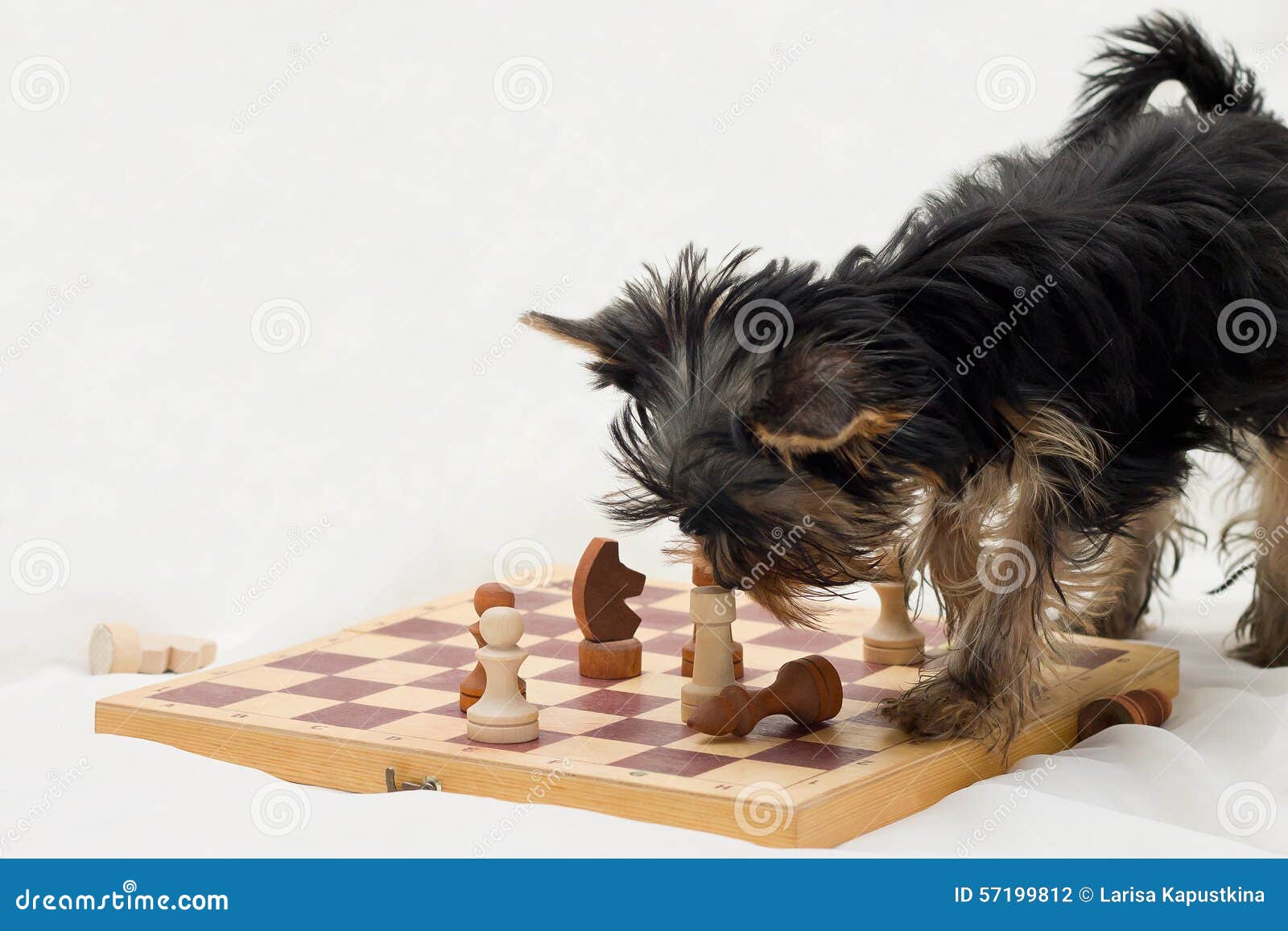 Dog playing chess stock photo. Image of thinking, chessman ...