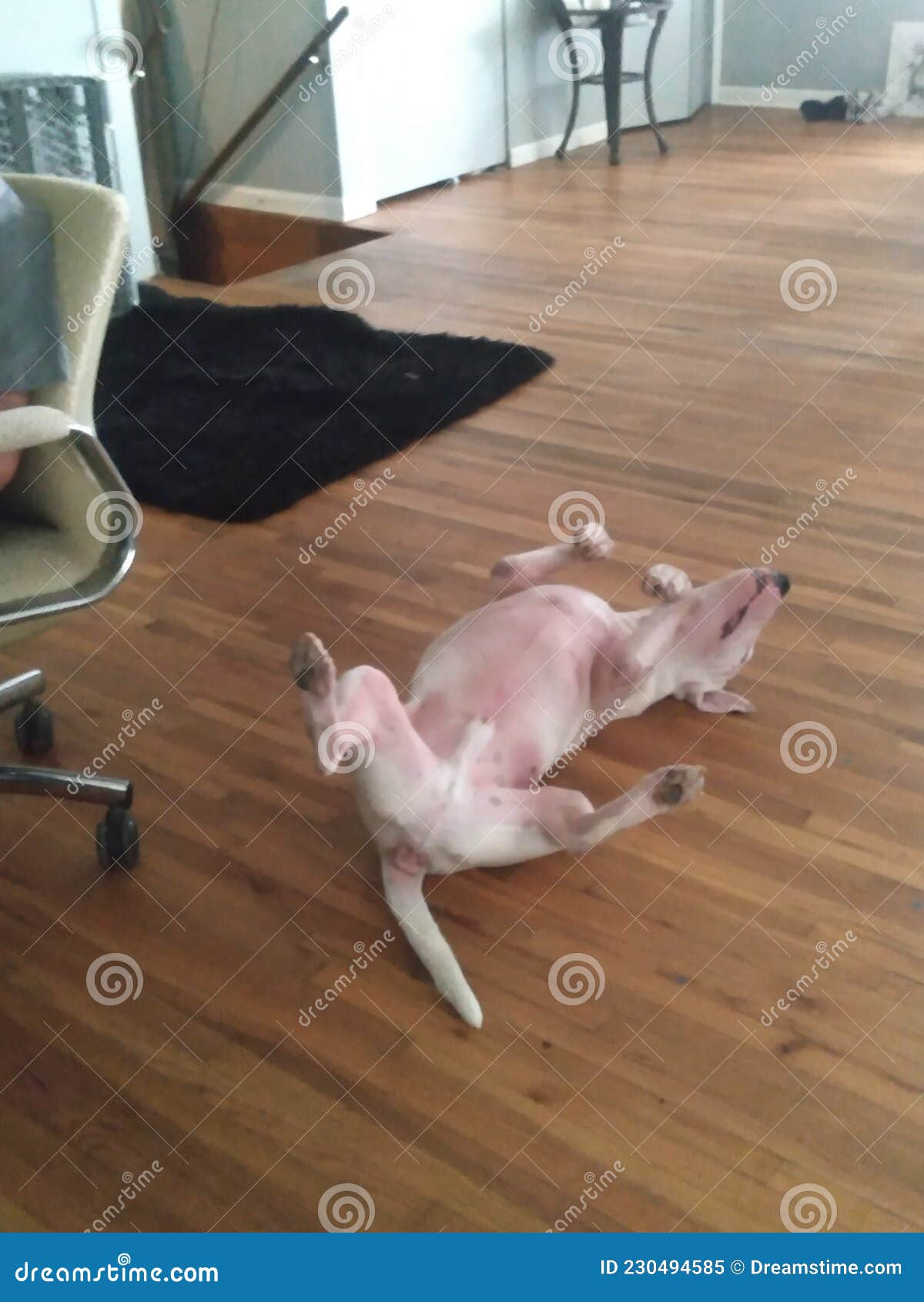 Dog playing dead stock image. Image of wood, footwear 230494585