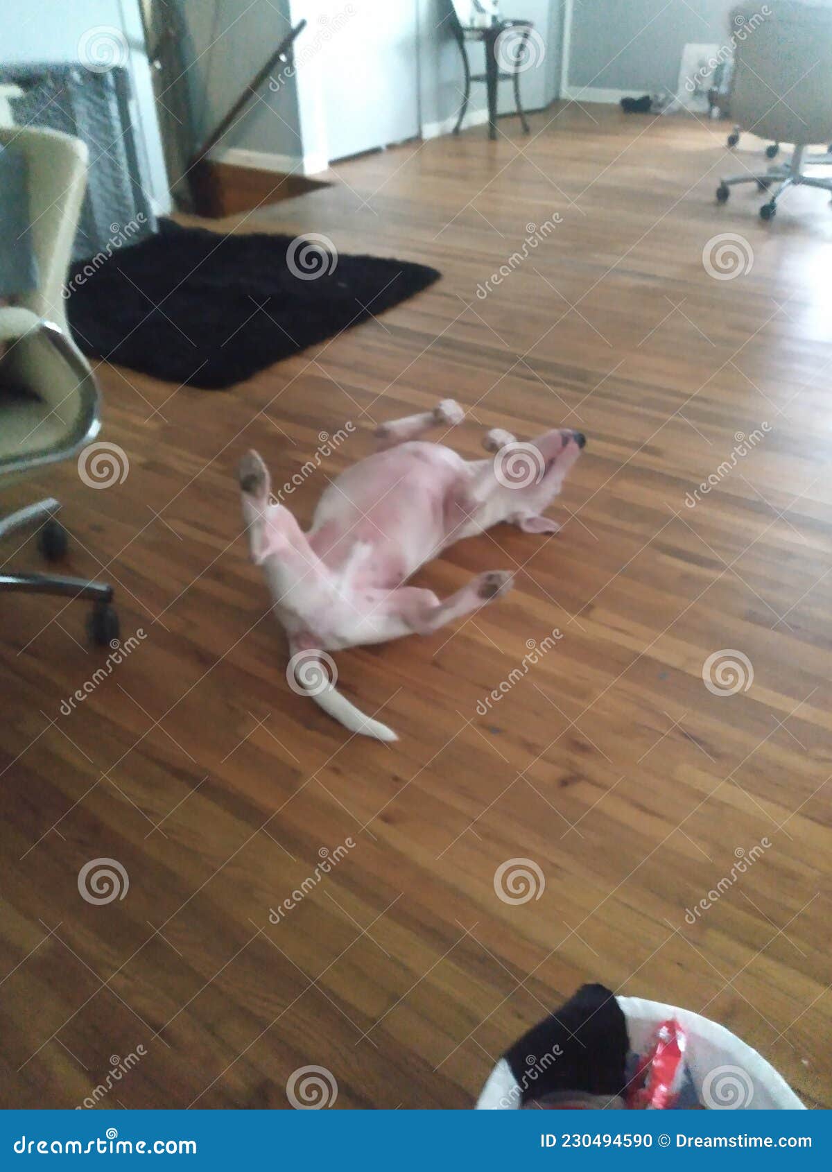 Dog playing dead stock photo. Image of flooring, footwear 230494590