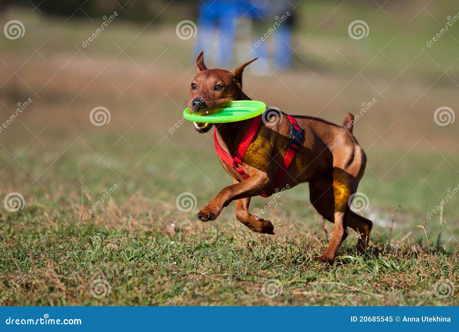 Dog Playing with Flying Saucer Stock Image Image of action, fast