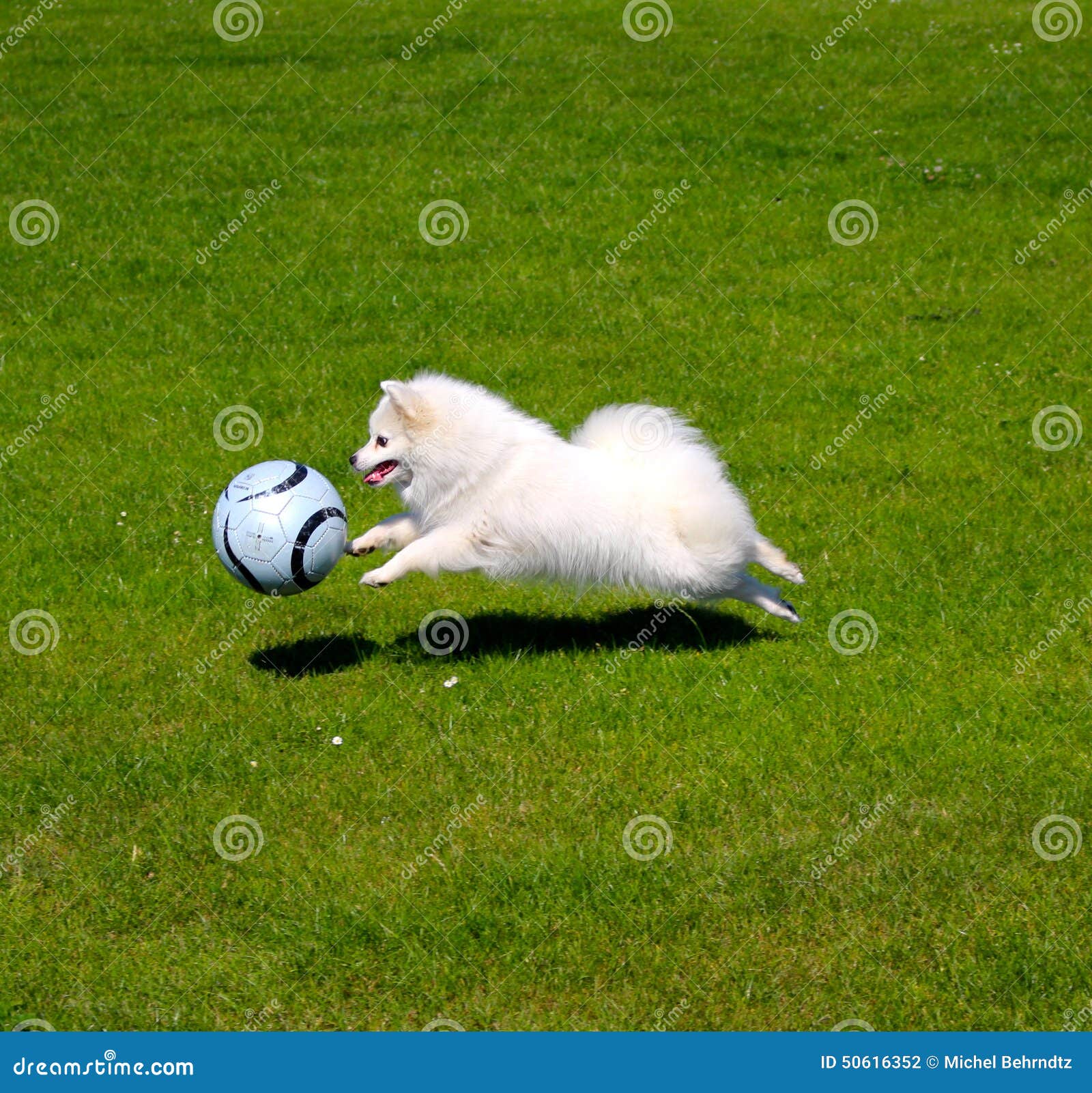 Dog playing football stock photo. Image of spits, playing 50616352