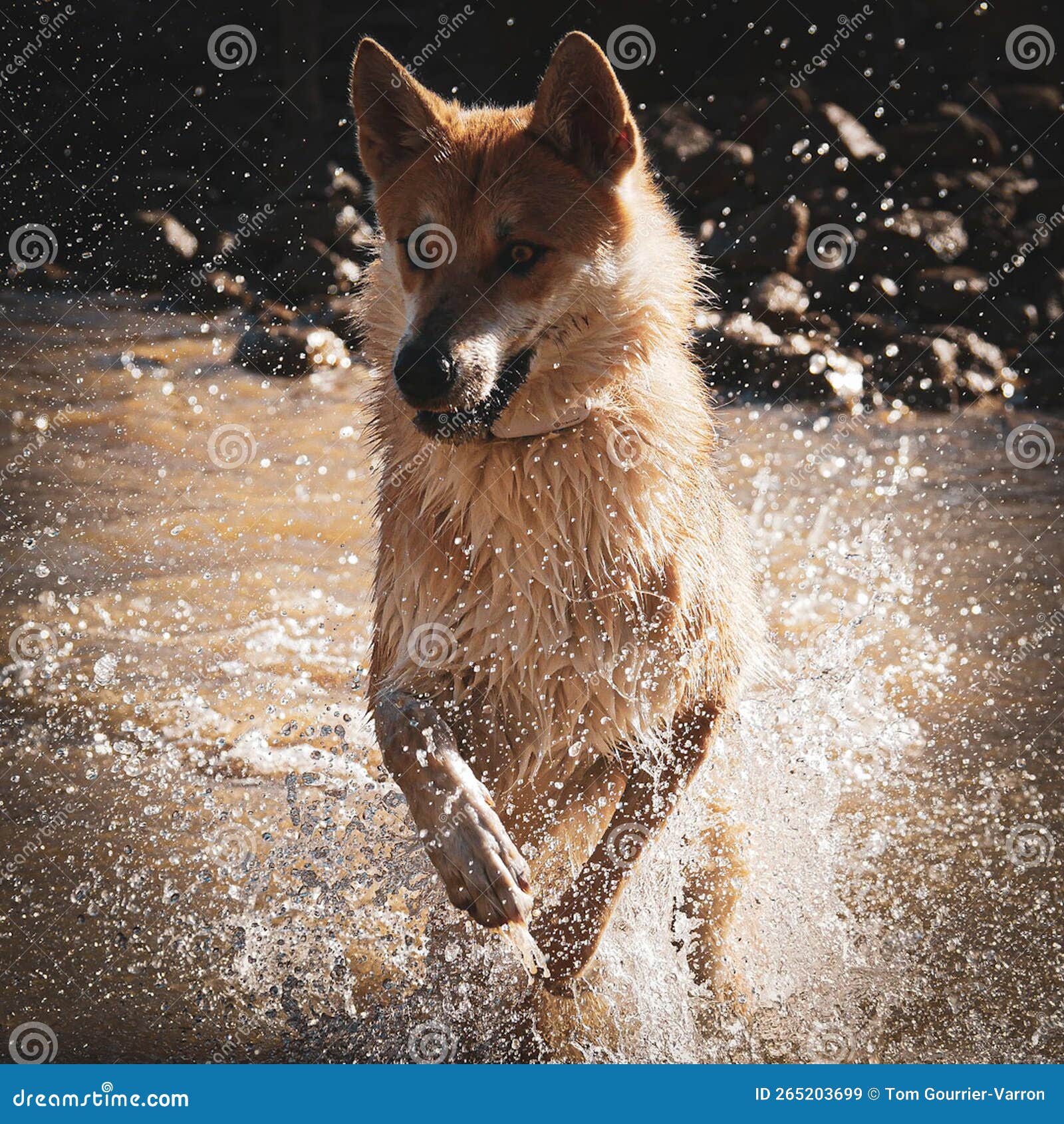 Dog Playing and Having Fun in the Water Stock Image Image of water