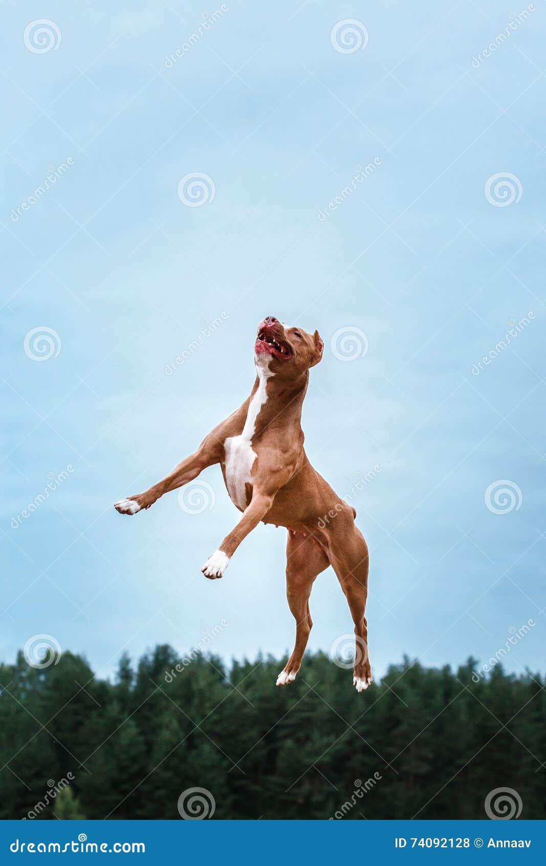 Dog Playing, Jumping, Pit Bull Terrier Stock Photo Image of canine
