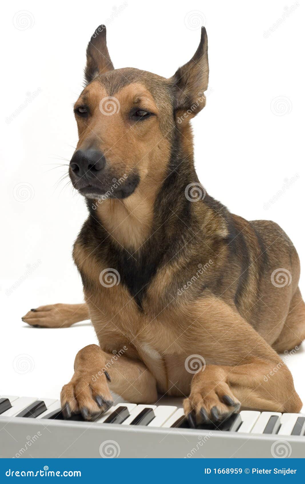 puppy keyboard on keyboard royalty free stock images image 1668959 puppy keyboard on keyboard royalty free stock images image 1668959