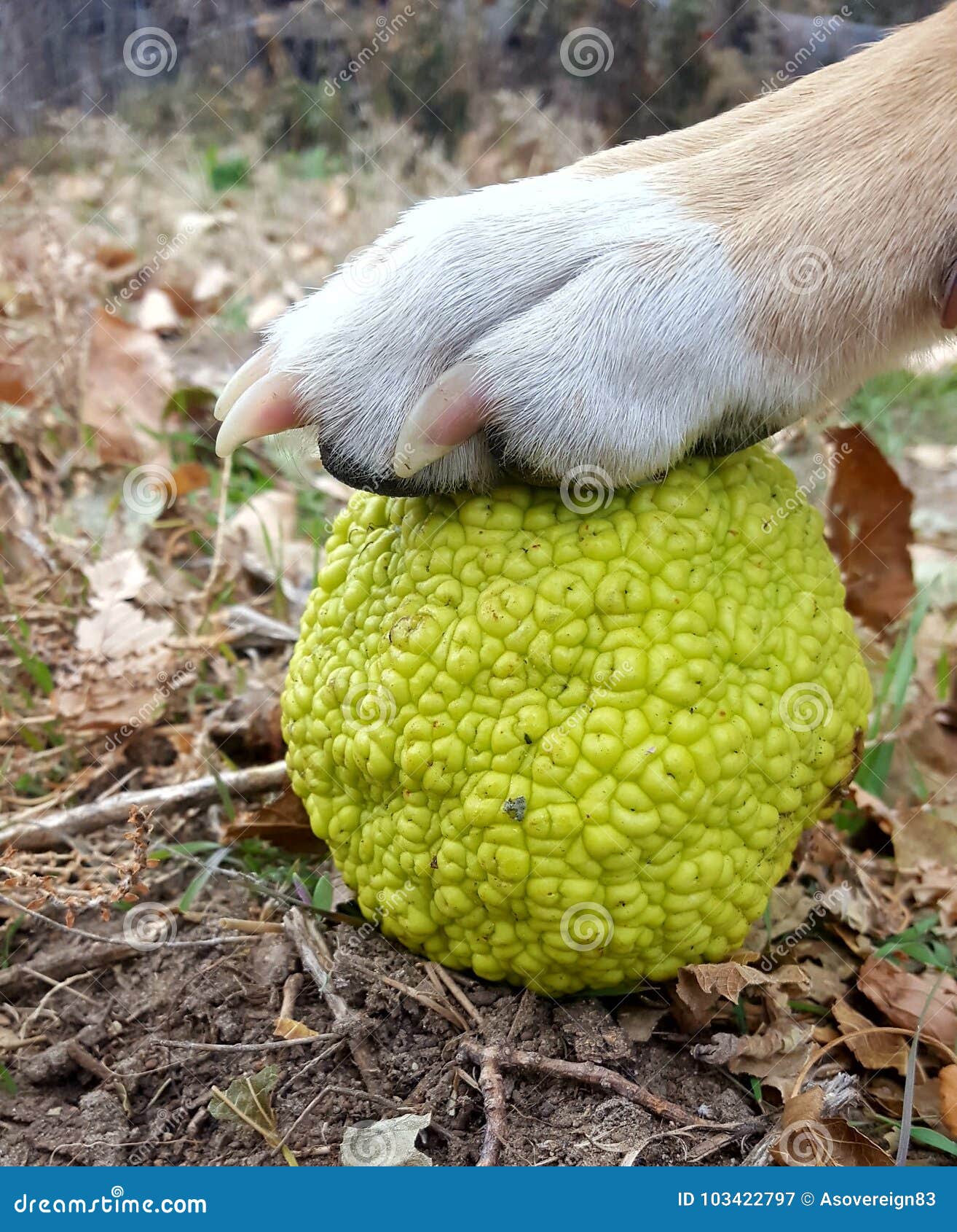 Hedge apple and dog stock image. Image of horse, green 103422797