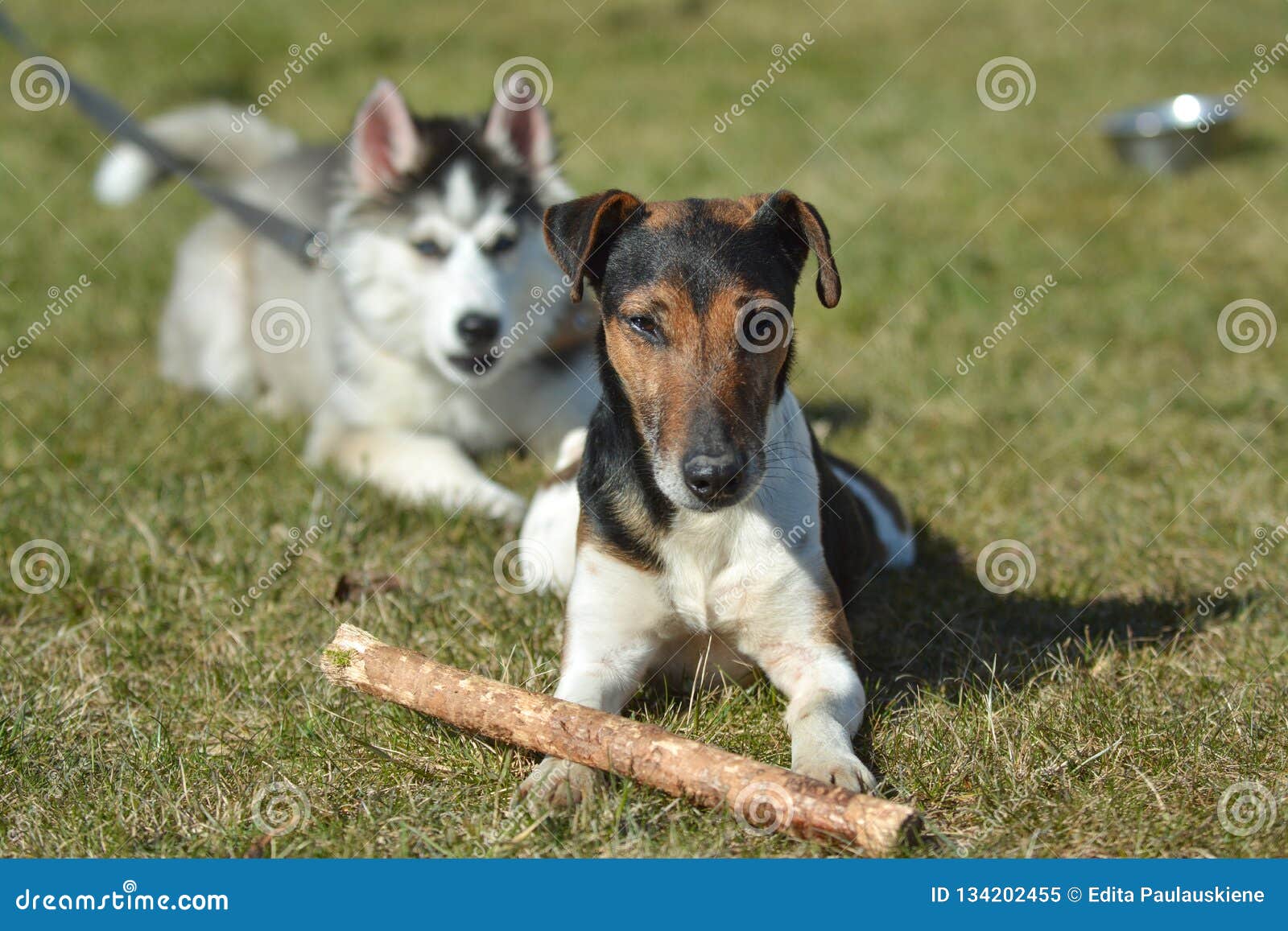 Dog S Playground Sunny And Warm Spring Day Stock Image Image Of