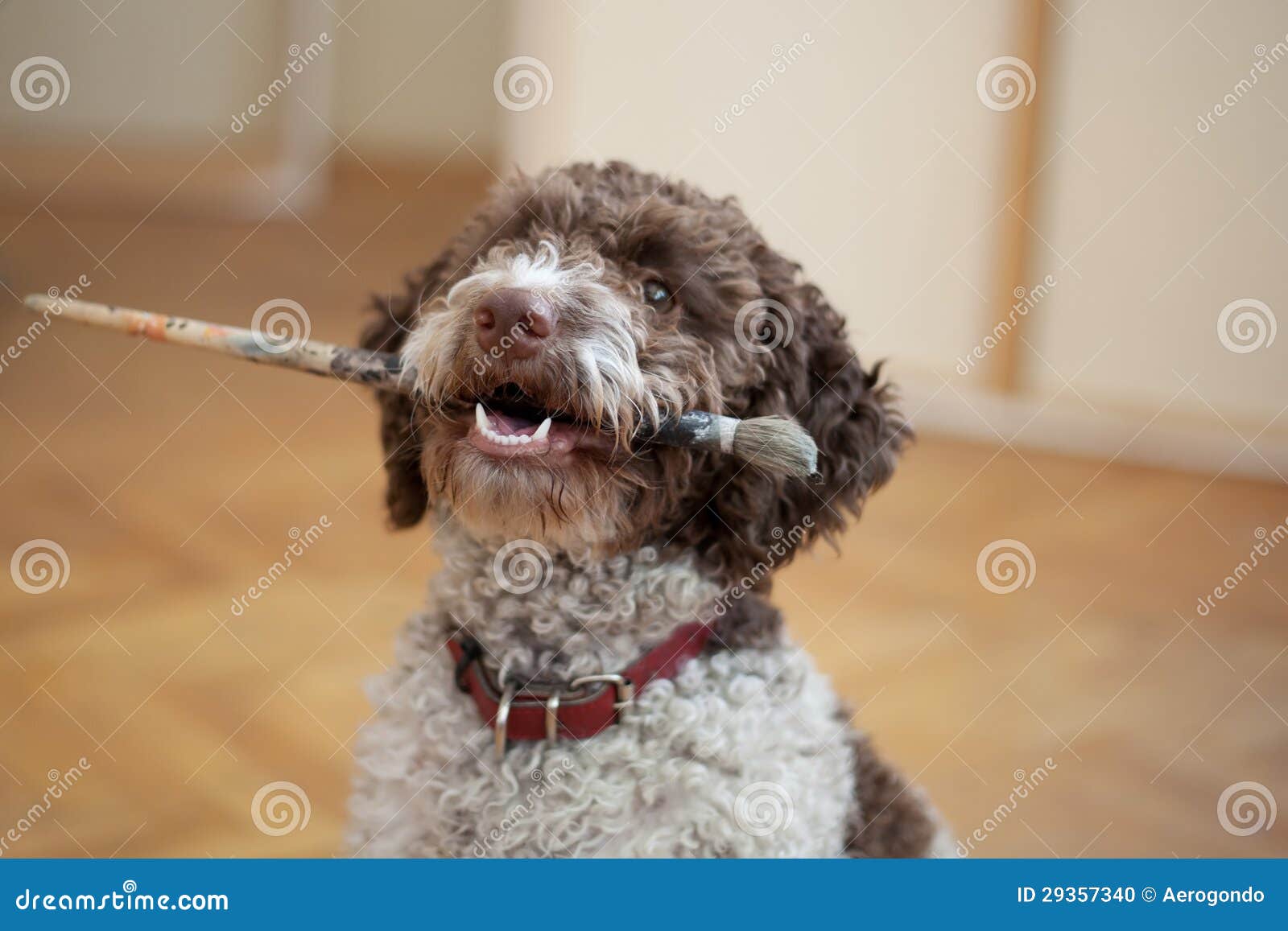 Dog Playing with a Paint Brush Stock Photo Image of brush, full 29357340