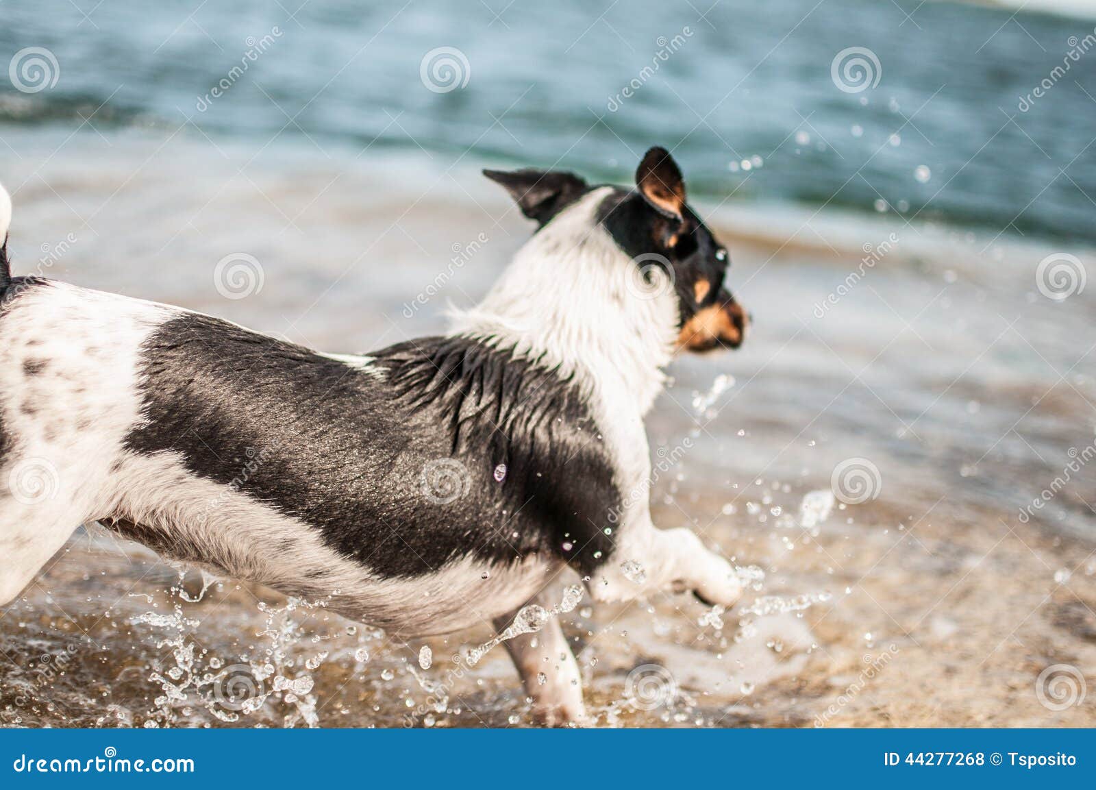 dog playing in the sea