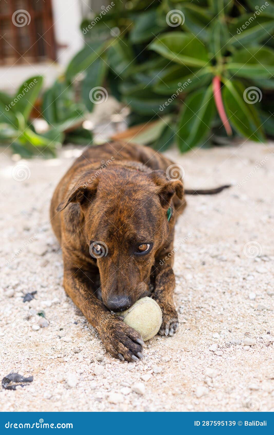 The Dog Playing with Tennis Ball in a Park. Stock Image Image of