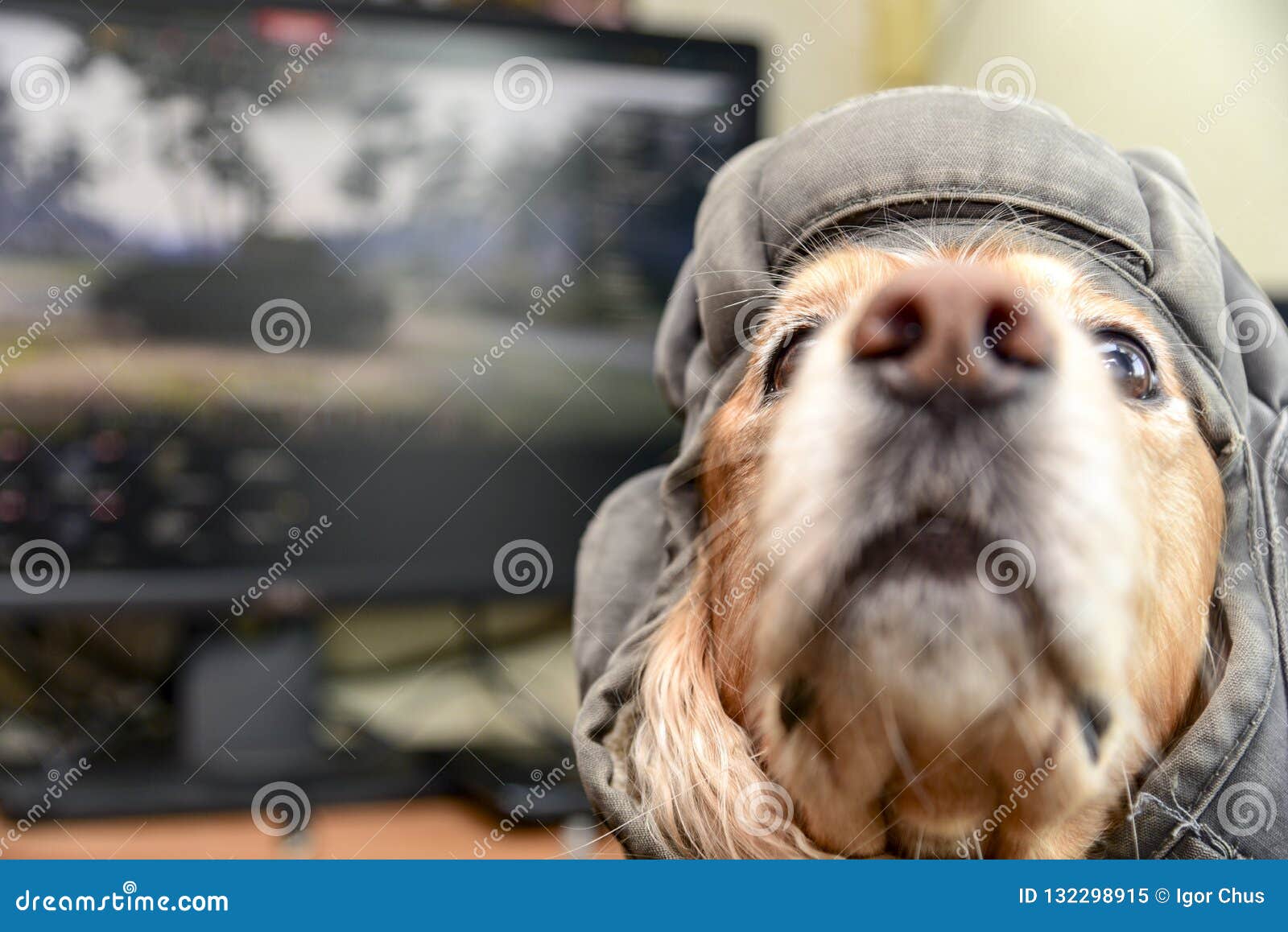 The Dog Plays the Computer Game 2019 Stock Image Image of muzzle