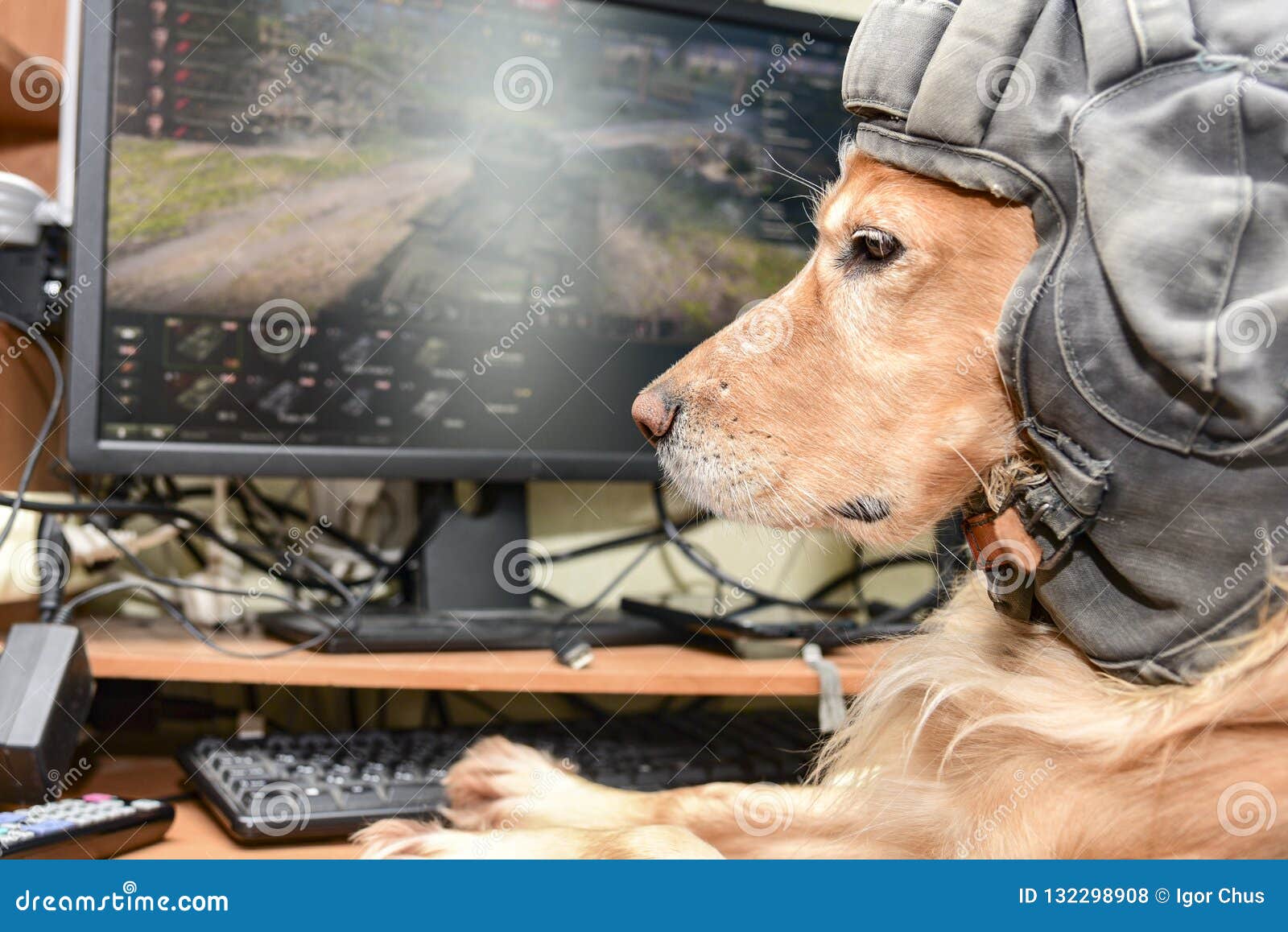 The Dog Plays the Computer Game. Ukrein . 2018 Stock Photo Image of