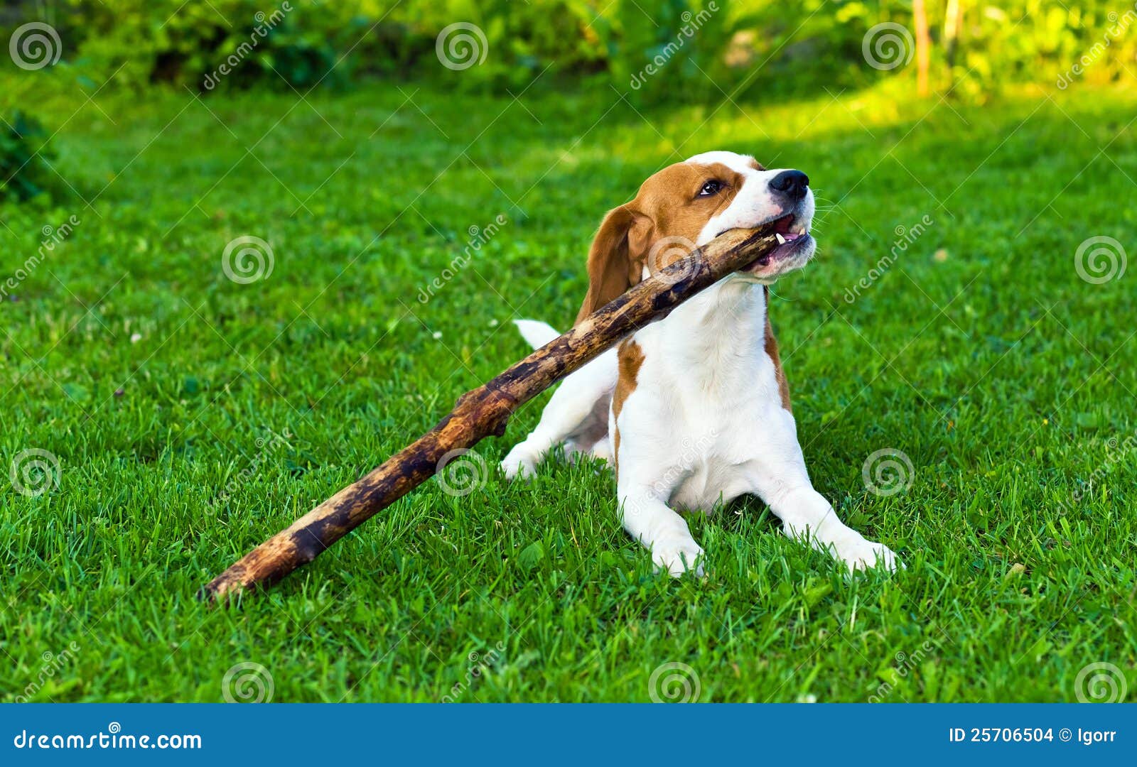 Dog plays with a stick stock photo. Image of purebred 25706504