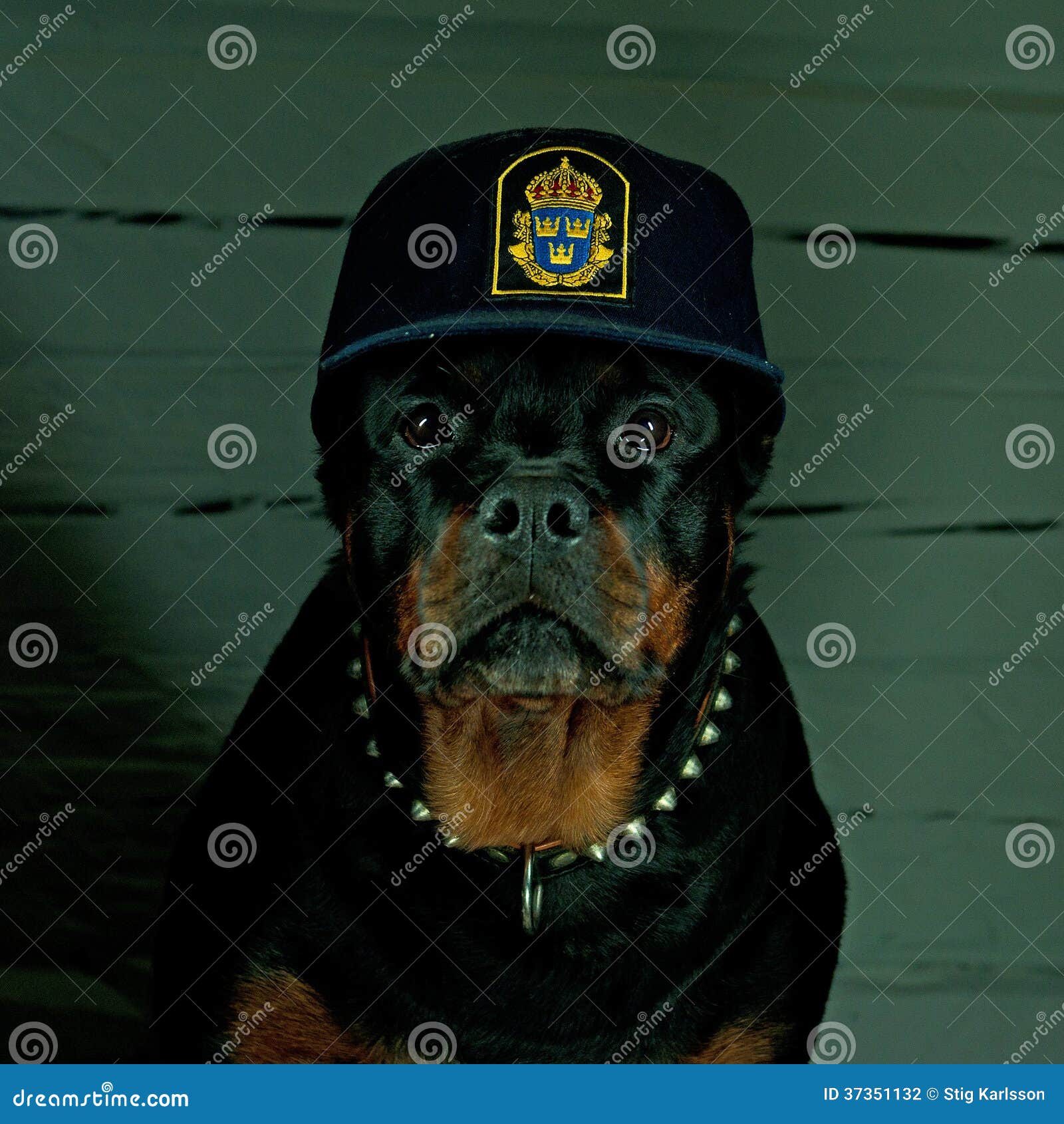 rottweiler hat