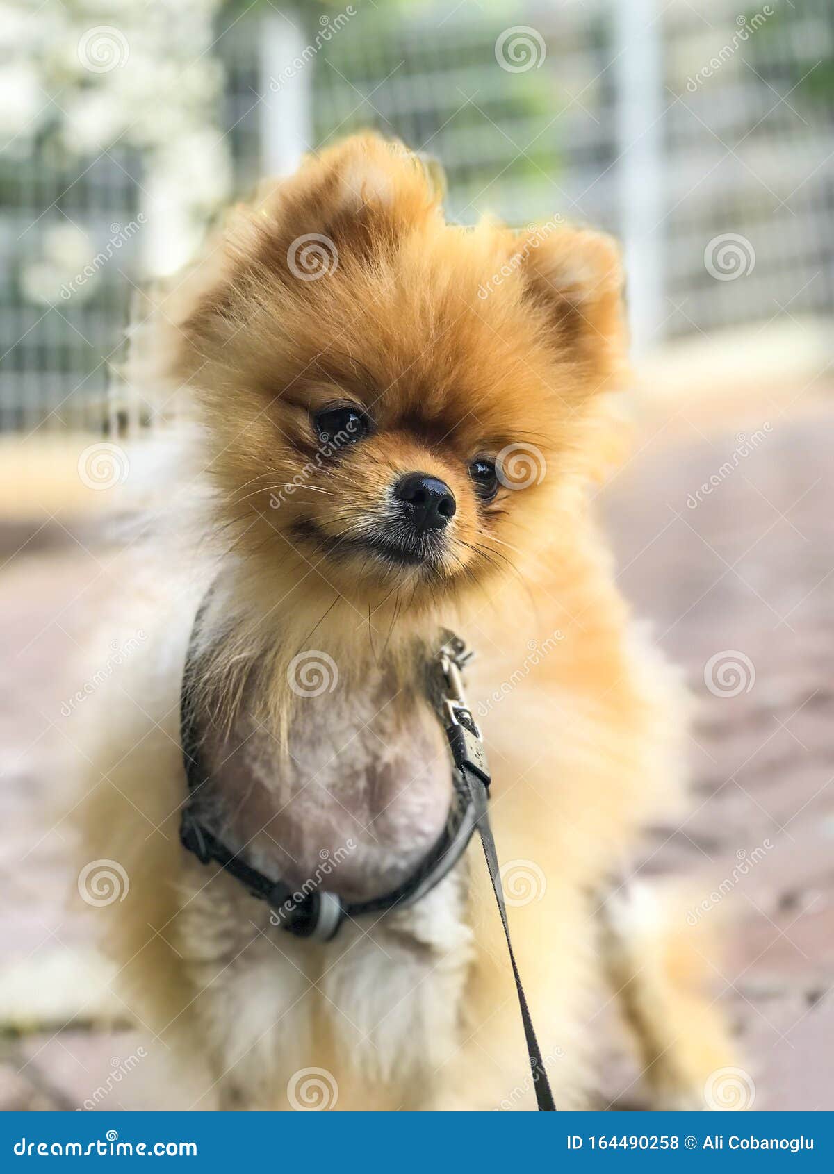 pomeranian leash