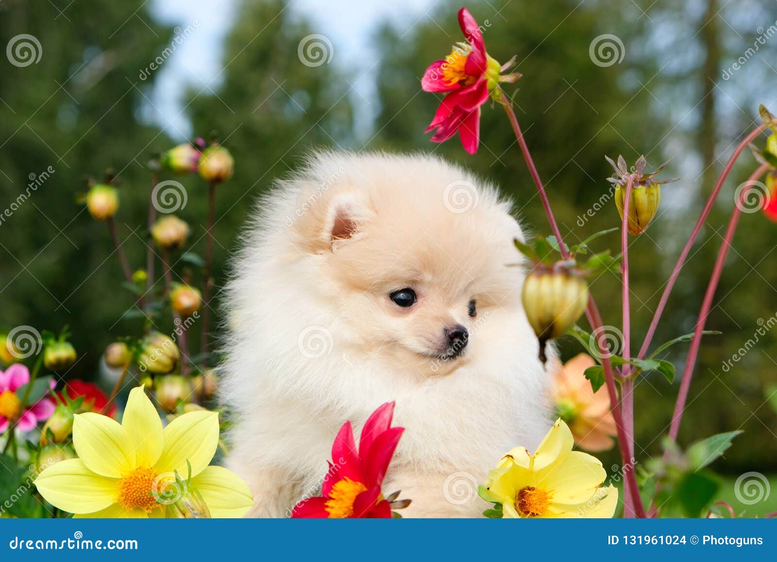 Droll Pomeranian White Cute Puppies