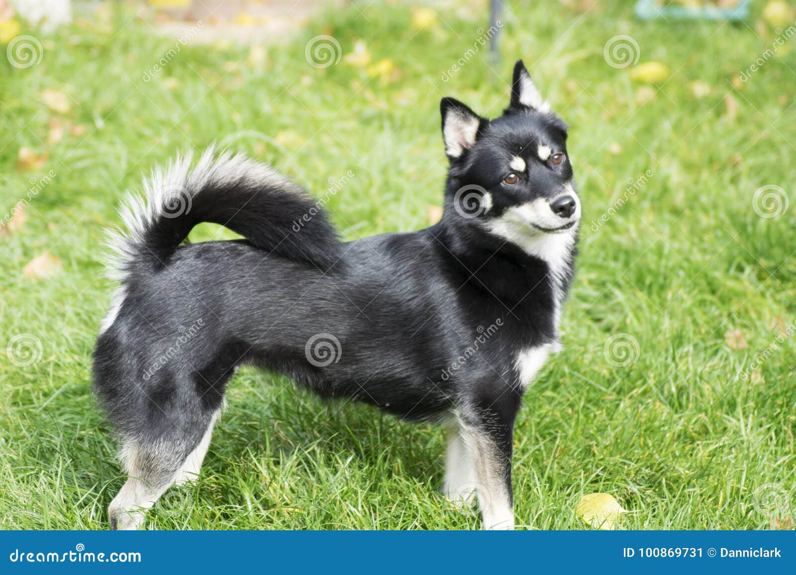 pomsky black and tan