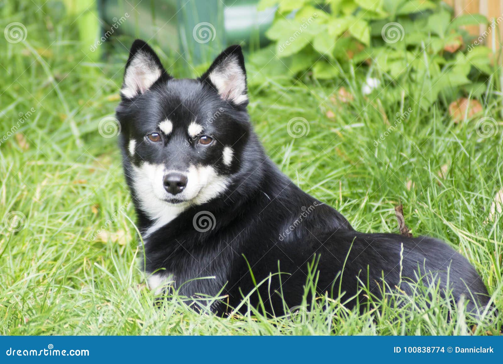 pomsky black and tan