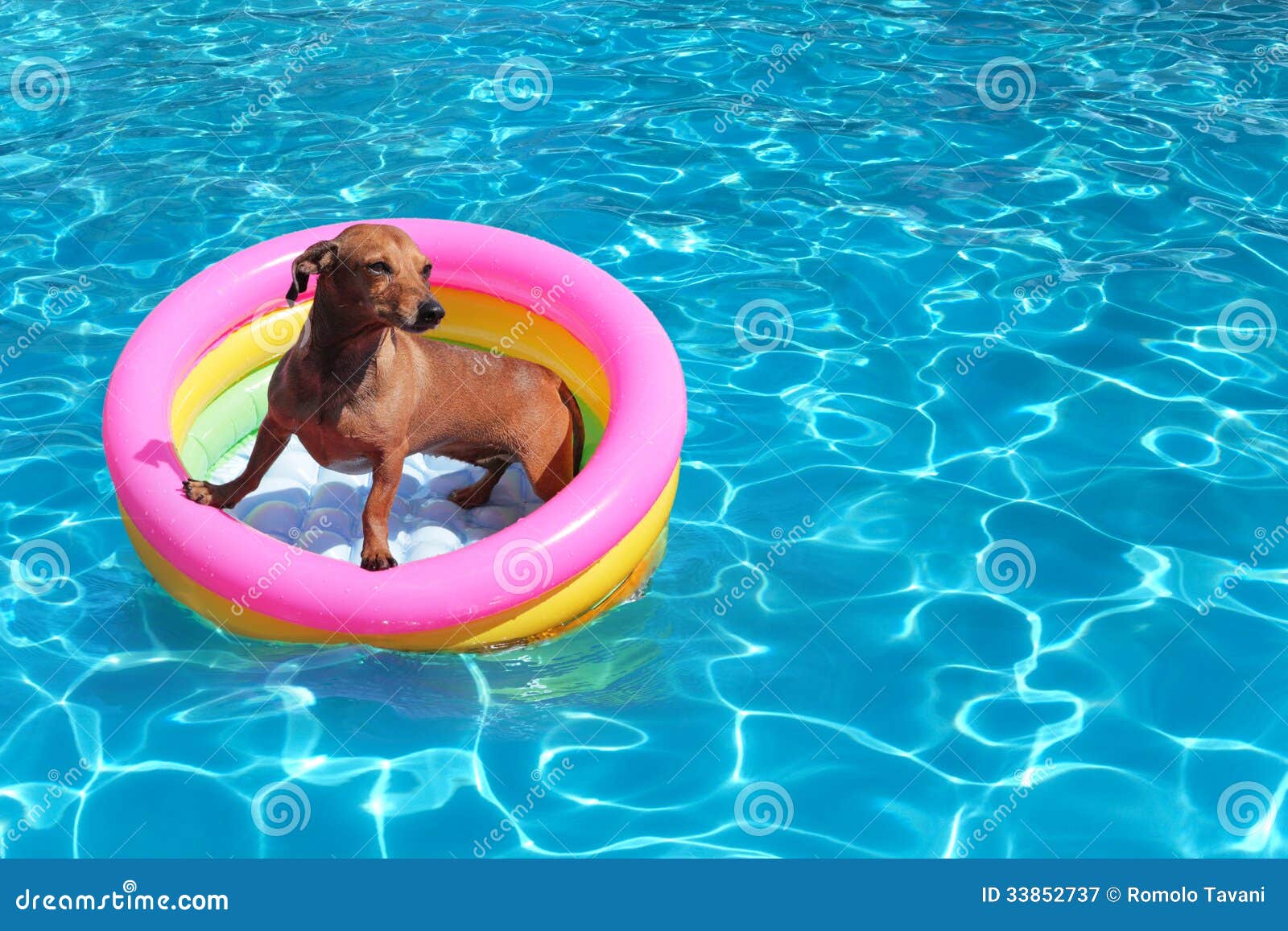 Dog in pool stock image. Image of puppy, animal, enjoy 33852737