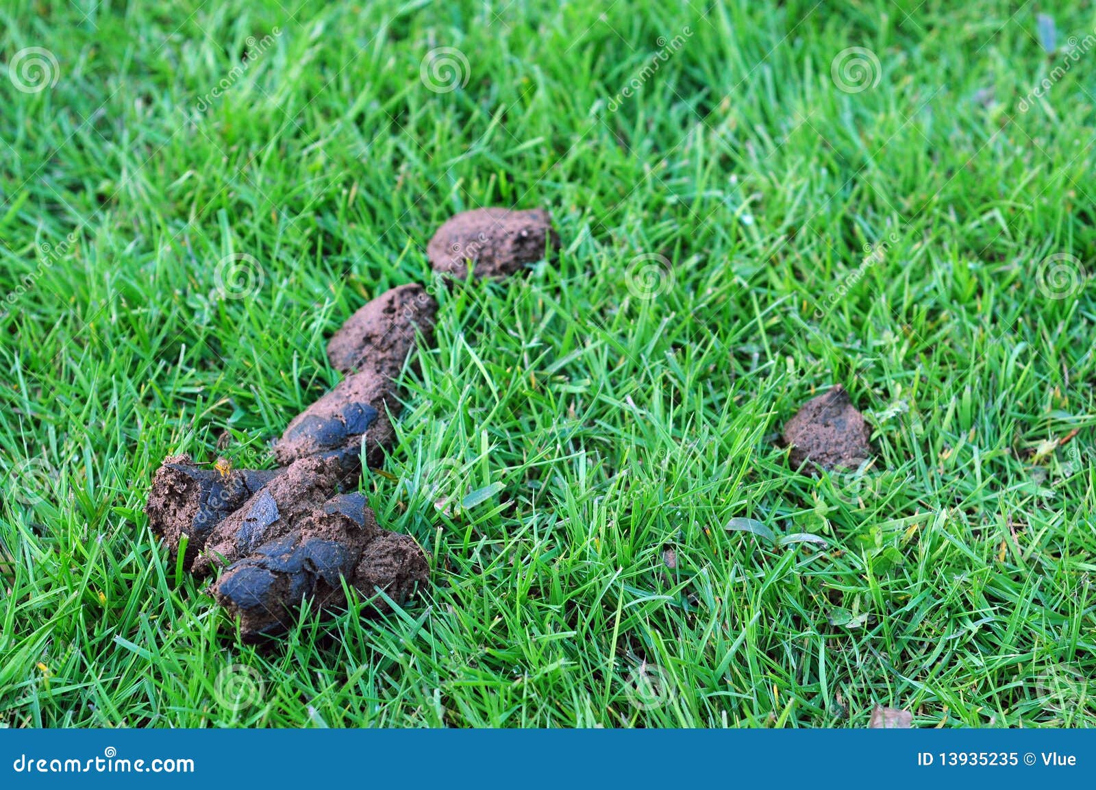 can you use dog poop in your garden