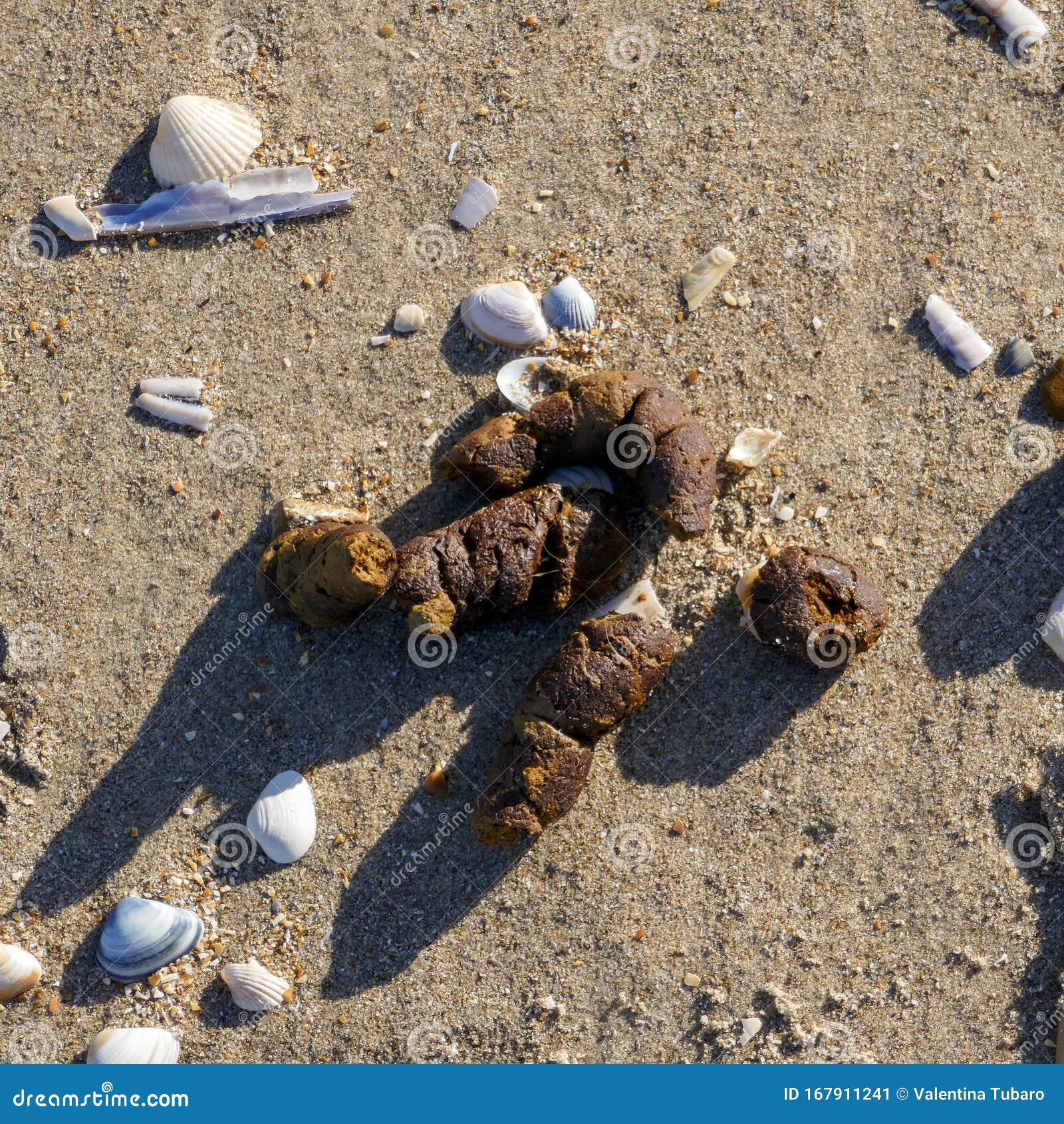 Dog poop on the beach stock image. Image of coast, rudeness 167911241