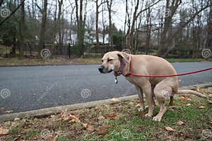 Dog Pooping Stock Photography CartoonDealer 198867092