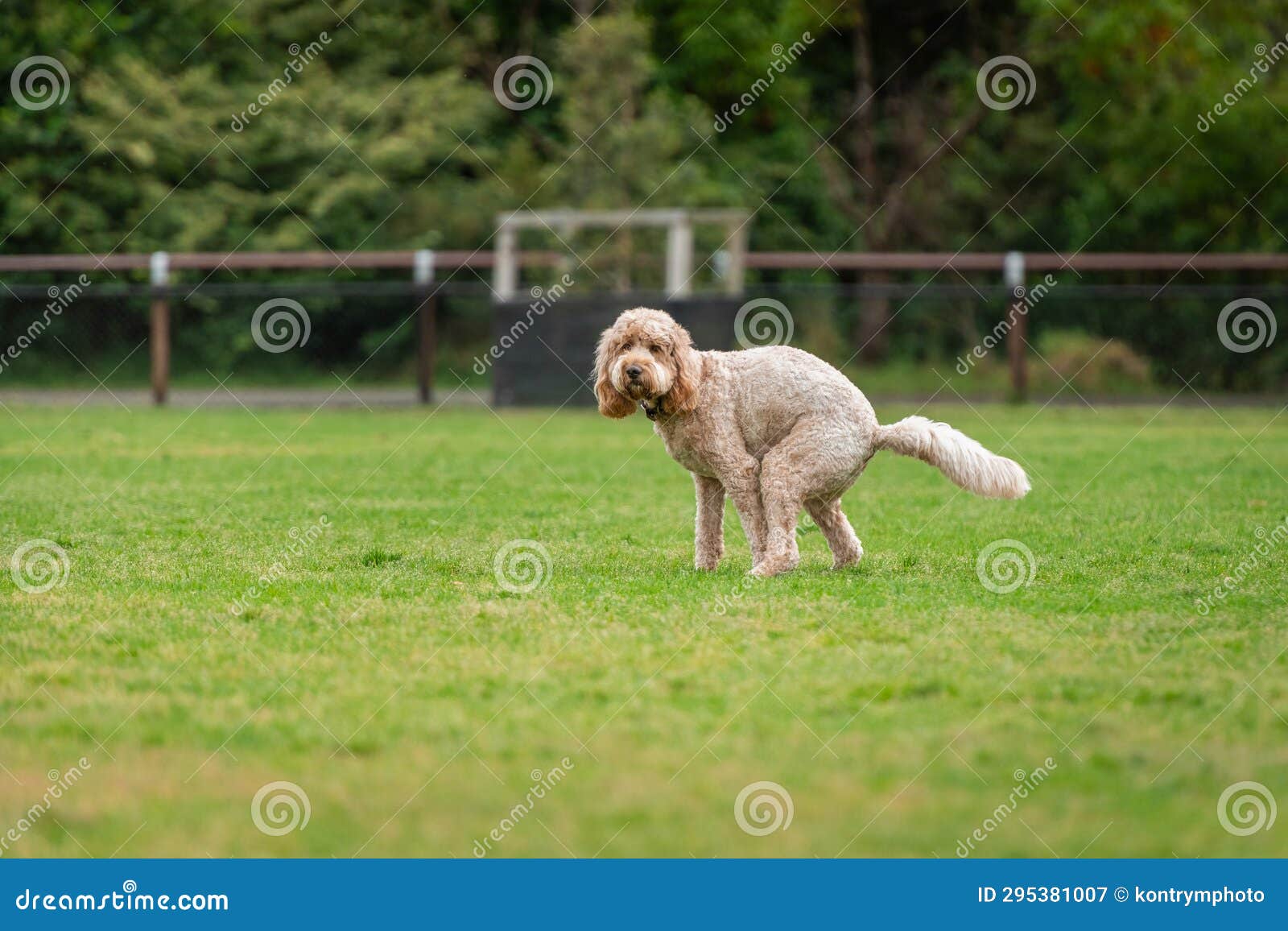 Dog Poops in the Dog Park on the Green Grass Stock Image Image of