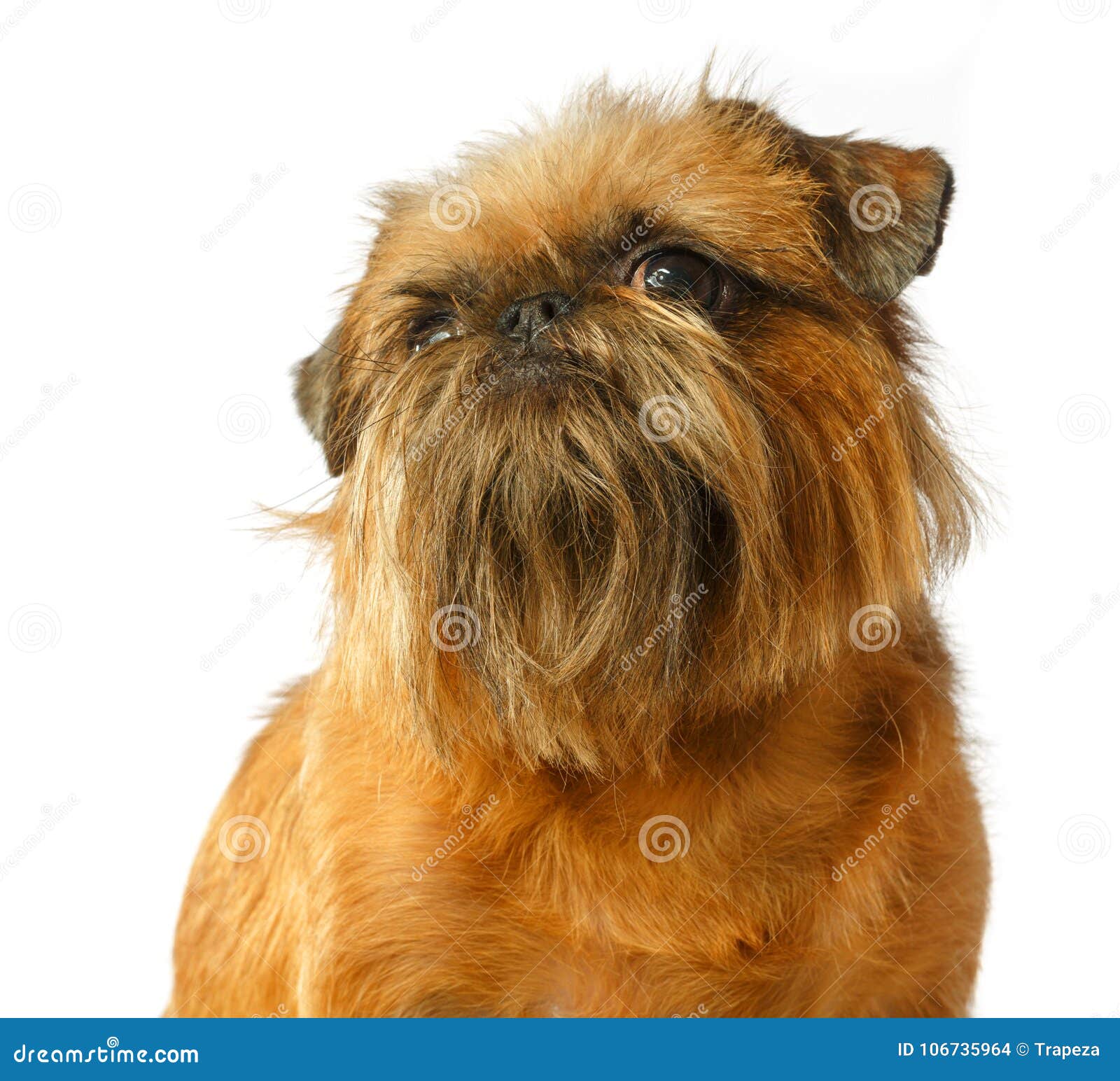 Dog Portrait, Brussels Griffon, Griffon, Yellow Dog Stock Photo - Image ...