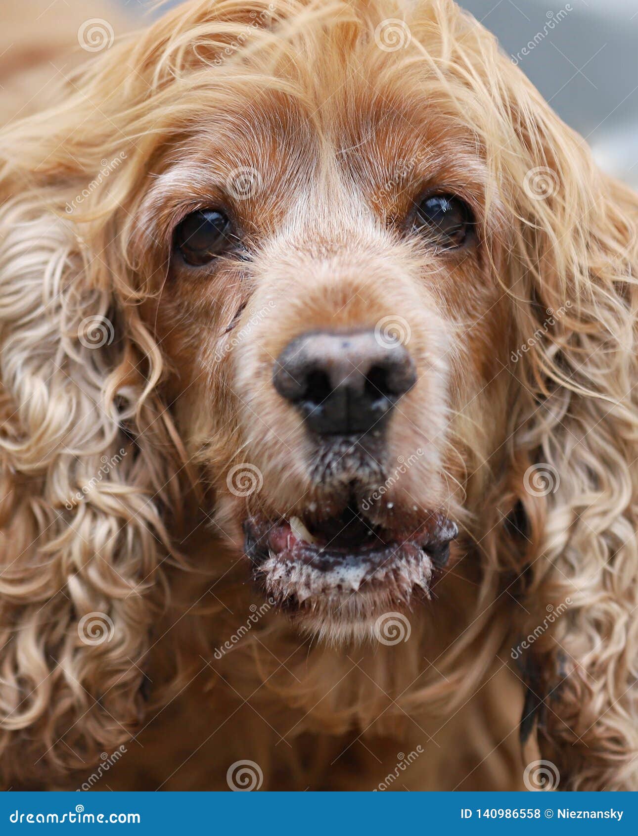 Dog, portrait of a spaniel stock photo. Image of eyes - 140986558