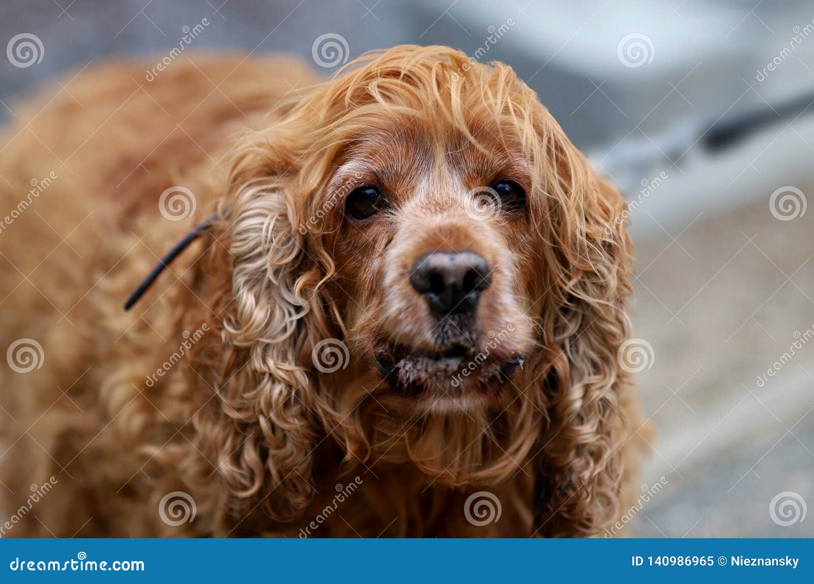Dog, portrait of a spaniel stock image. Image of teeth - 140986965
