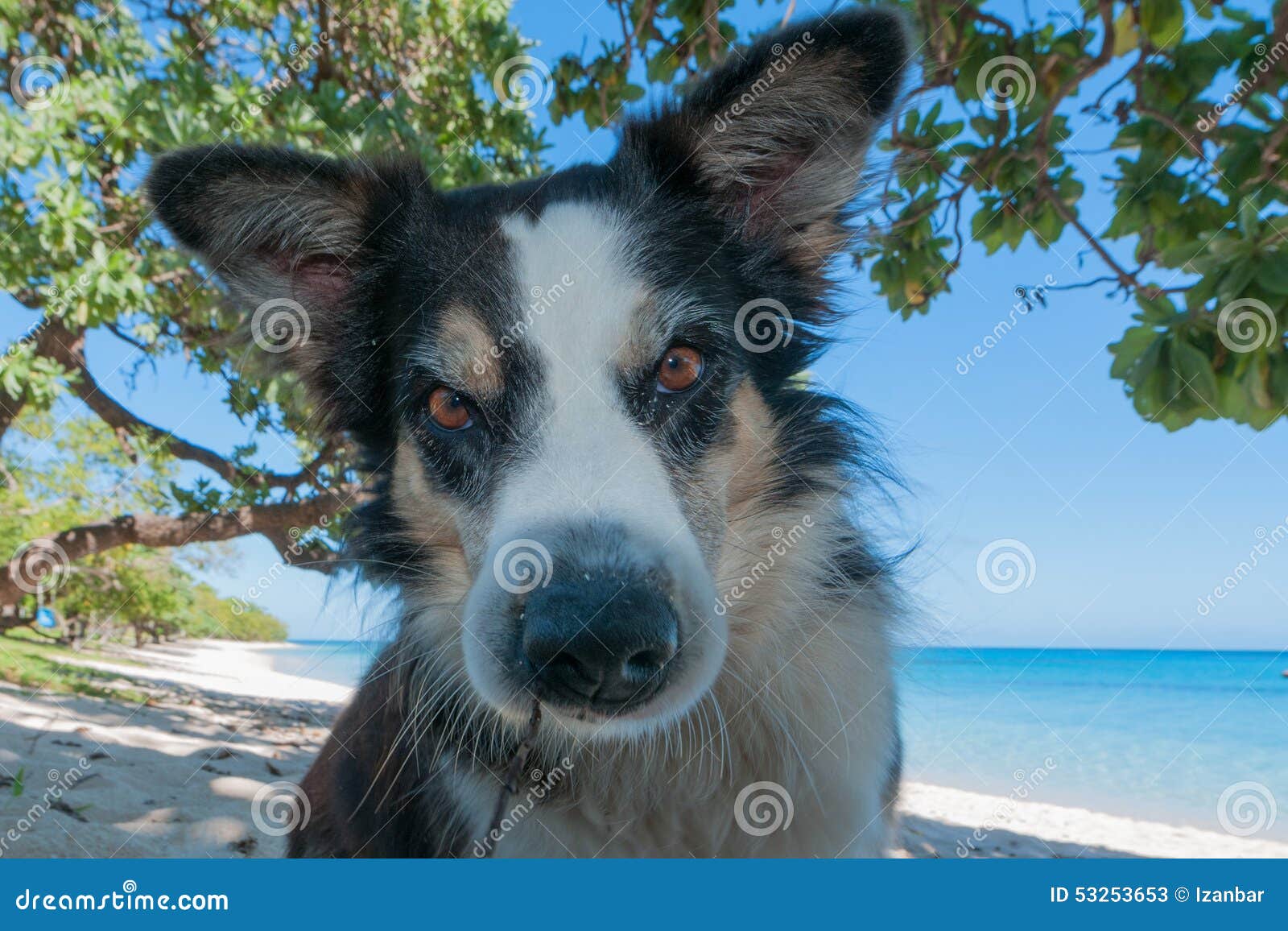 32 Dog Polynesian Photos Free Royalty Free Stock Photos From Dreamstime