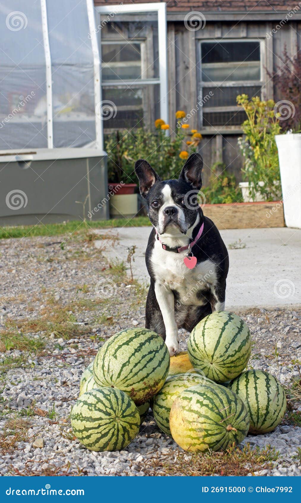 Dog Poses on the Watermelon Stock Photo Image of autumn, green 26915000