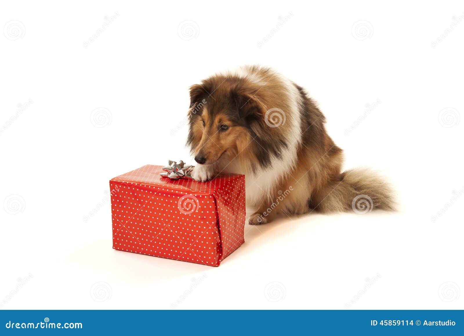 Dog with present stock photo. Image of collie, christmas 45859114
