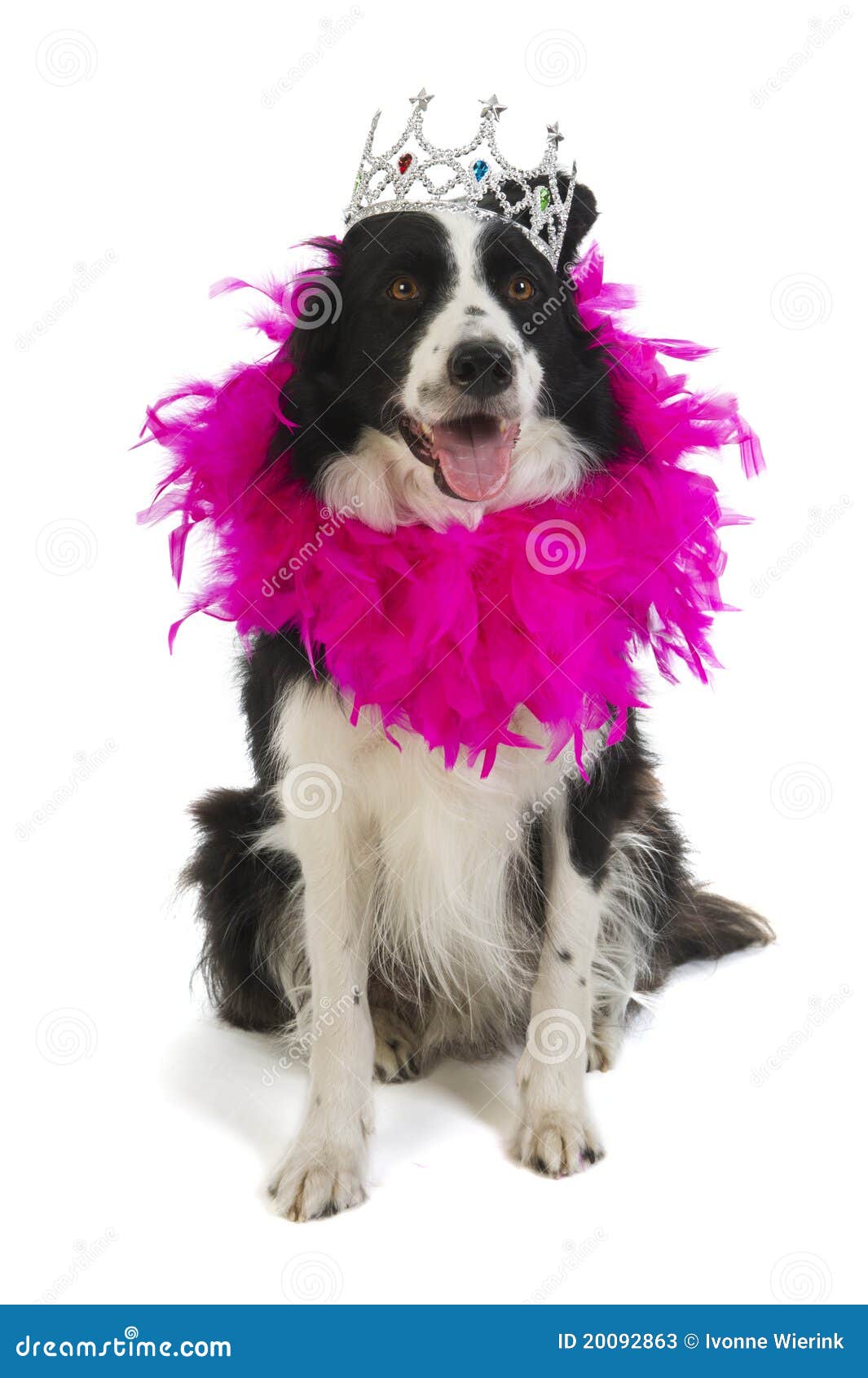 Dog princess stock image. Image of sitting, funny, studio 20092863