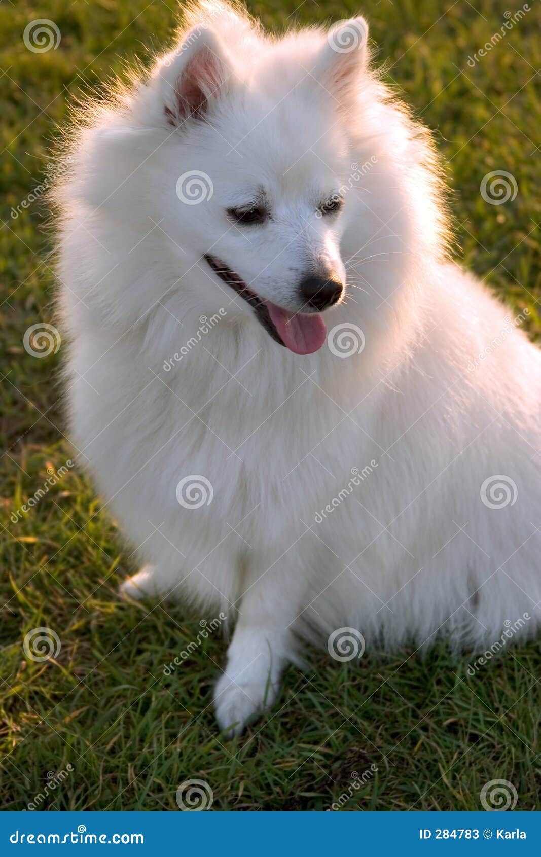 Dog princess stock image. Image of sunlight, breed, white 284783