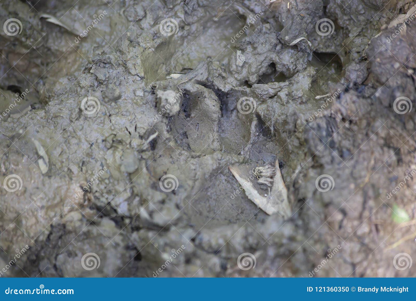 Dog Print in Mud stock photo. Image of footprint, animal - 121360350