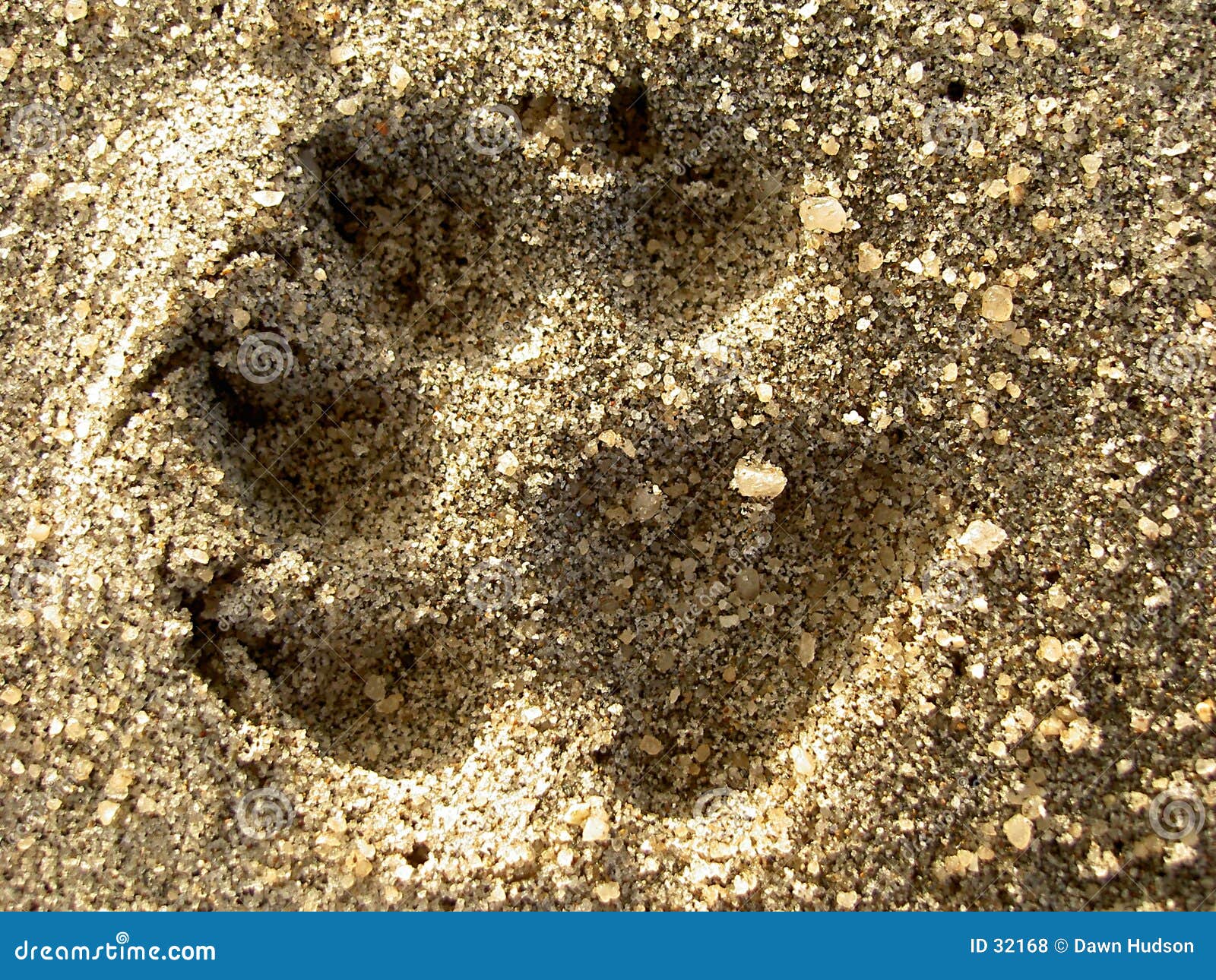 Dog Print in the Sand stock photo. Image of beaches, backgrounds  32168