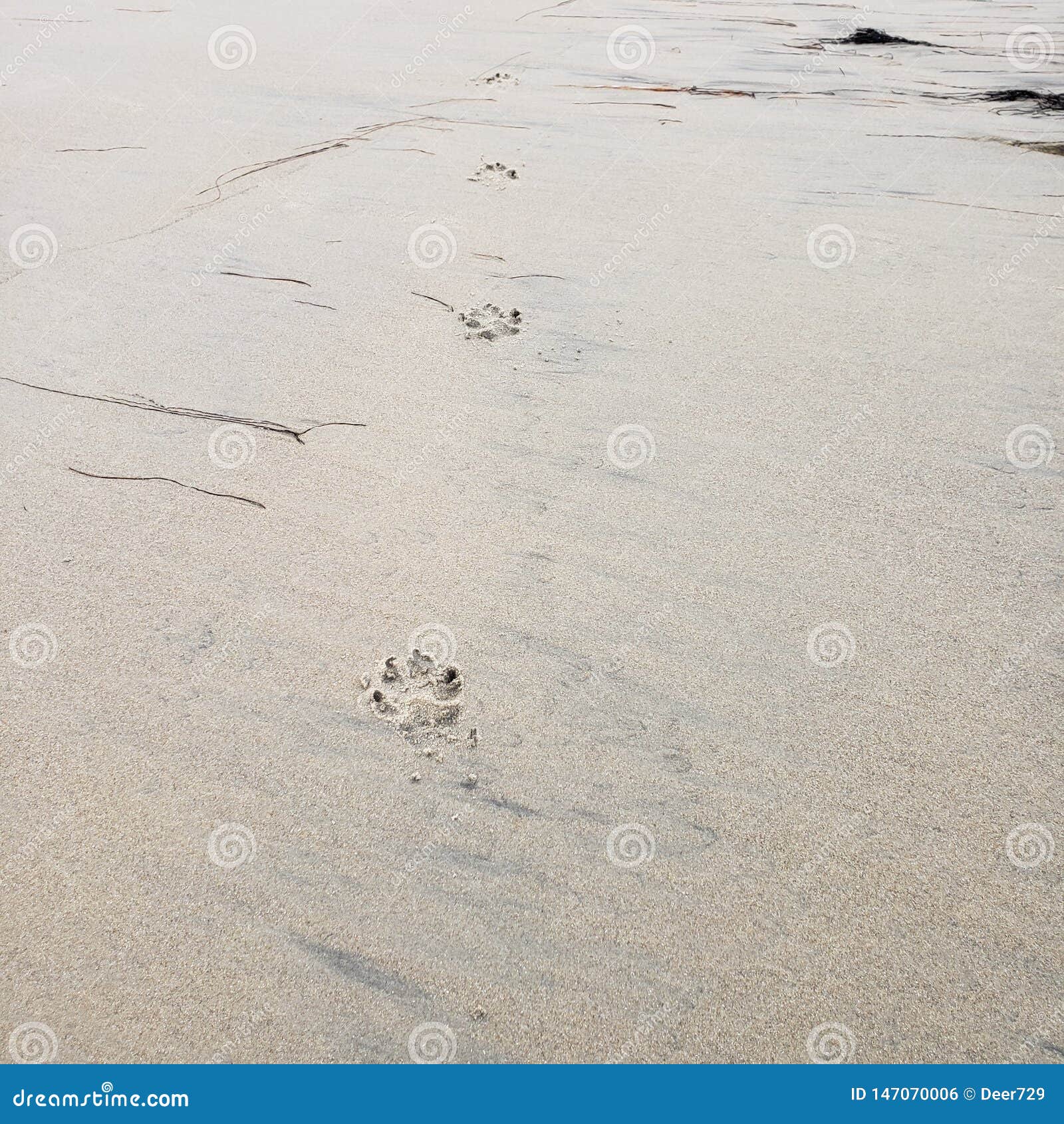 Dog Prints on a Wet Sand Beach Stock Photo - Image of walk, prints ...