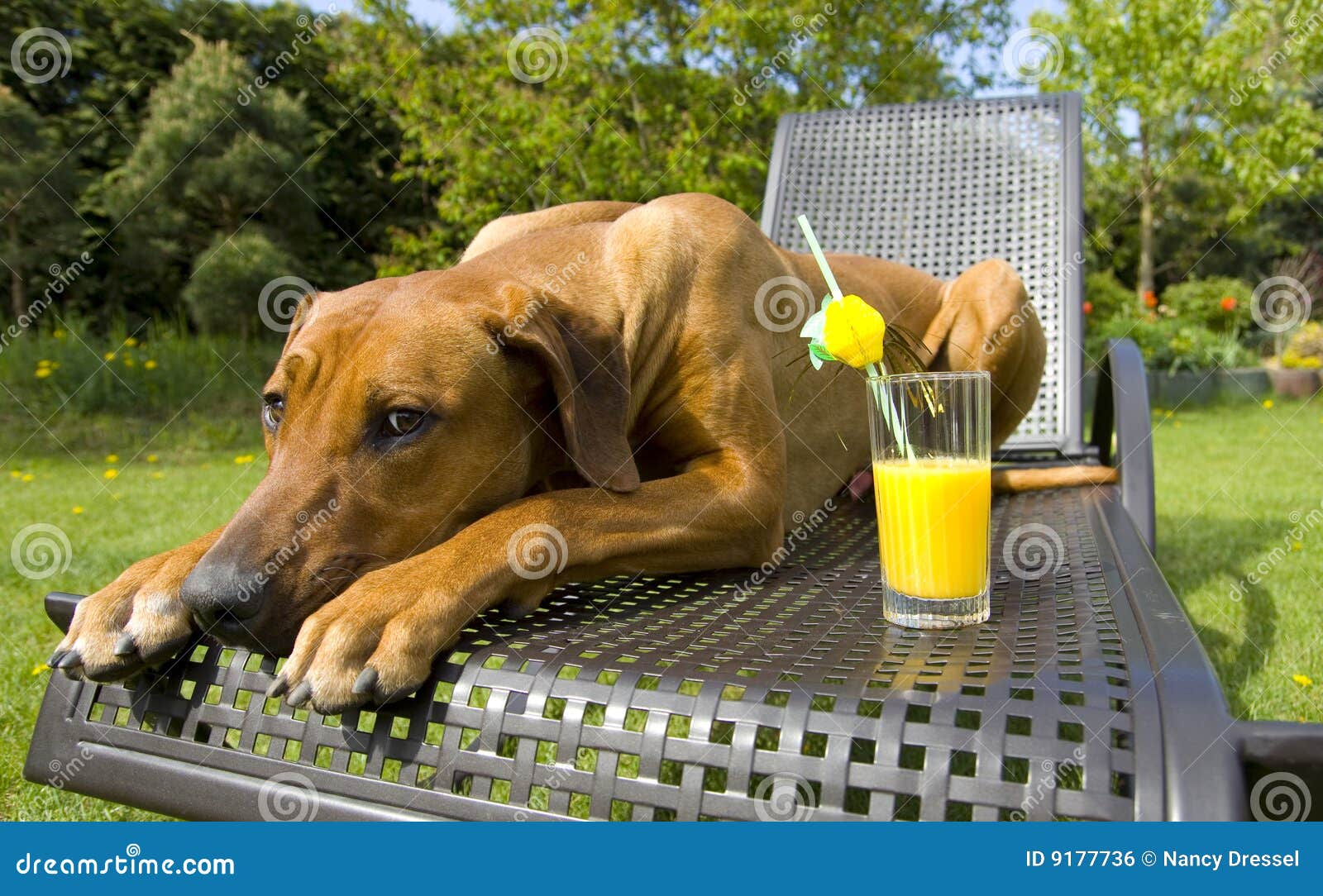Is Orange Juice Safe For Dogs Is Orange Juice Safe For Dogs