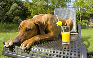 Is Orange Juice Safe For Dogs
