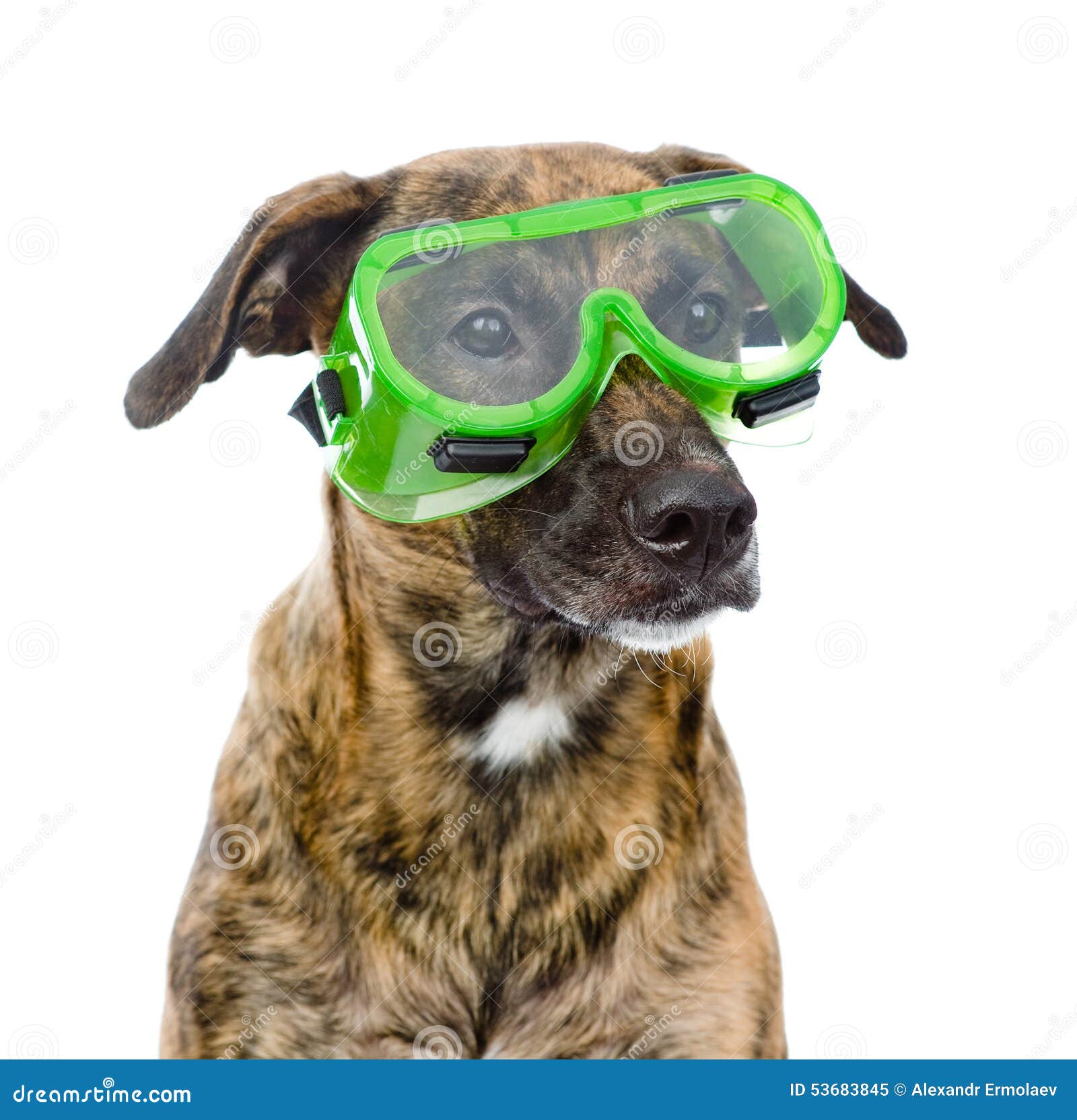 Dog with Protective Goggles. Isolated on White Background Stock Image Image of glasses
