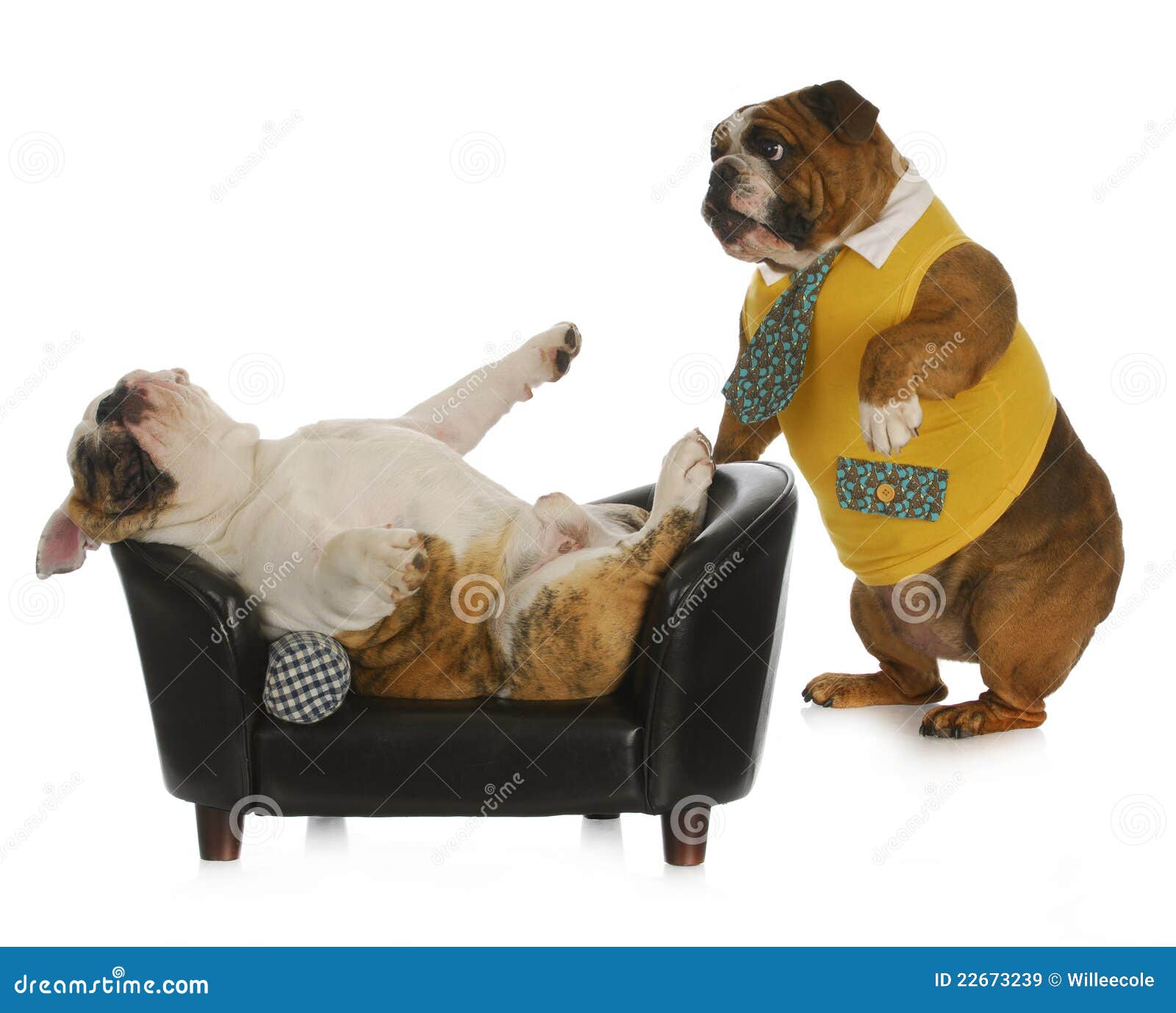 Dog psychology stock image. Image of clinic, english 22673239