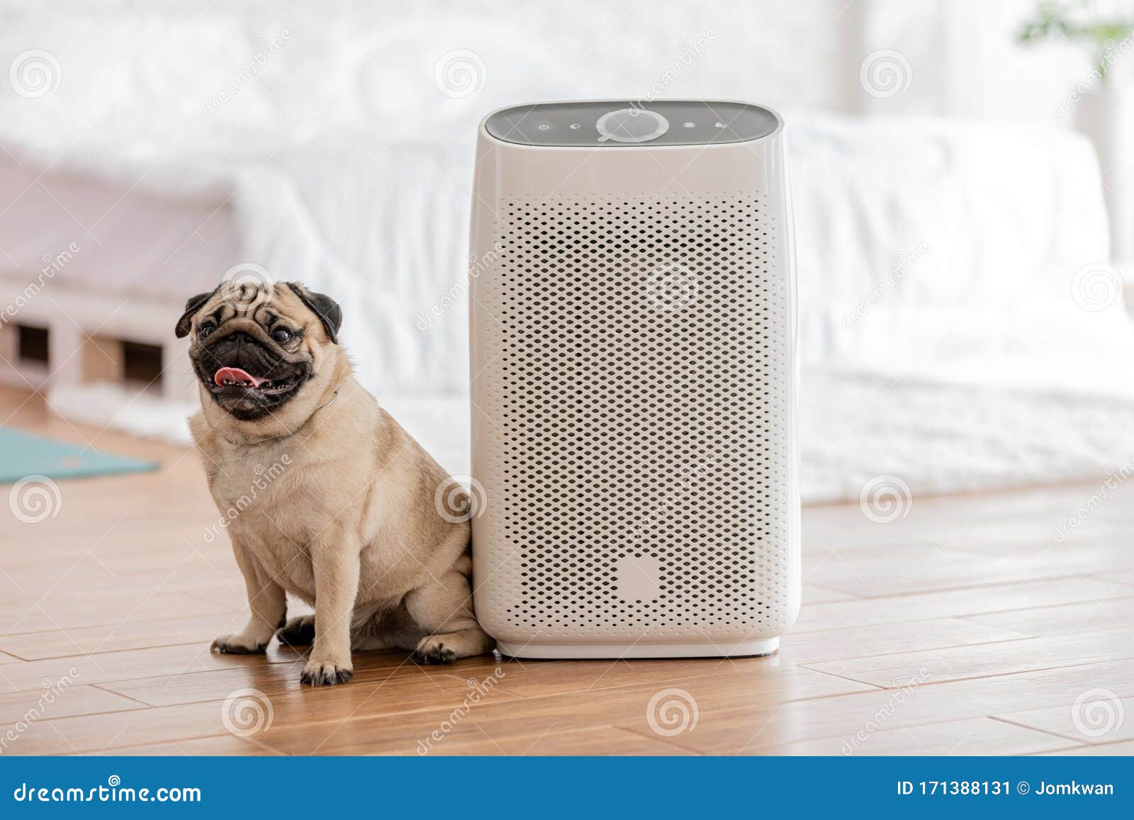 Dog Pug Breed And Air Purifier In Cozy White Bed Room For