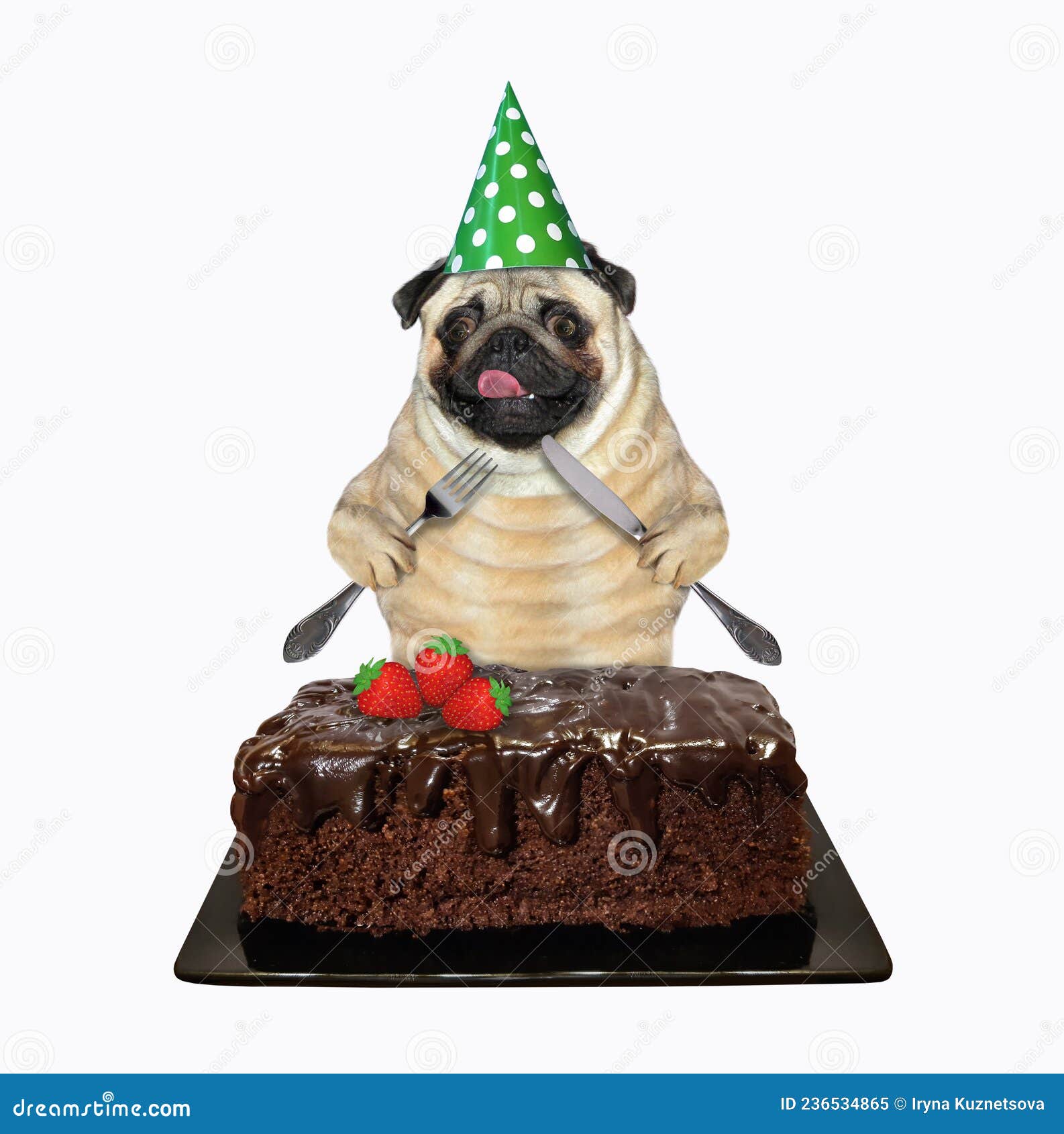 pug eating cake