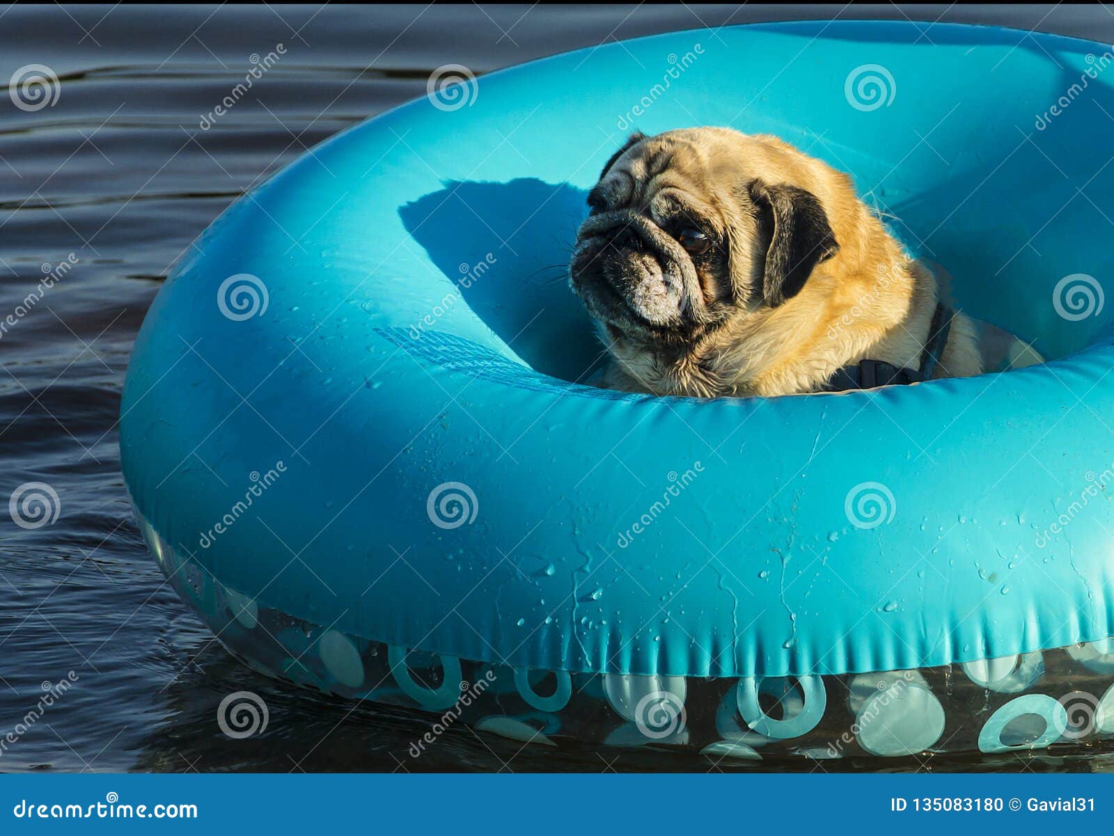 Doug The Pug Inflatable Pool Float Lounger Summer Beach Raft