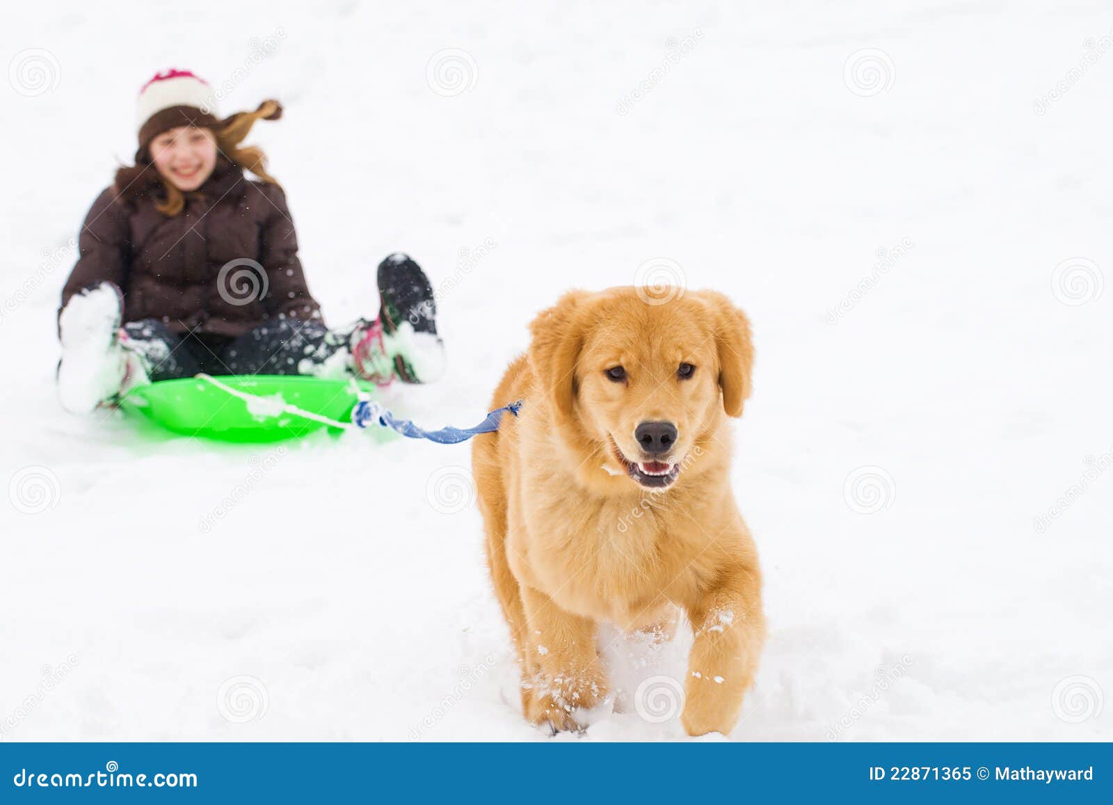 Dog Pulling Child on a Snow Sled Stock Image Image of freezing